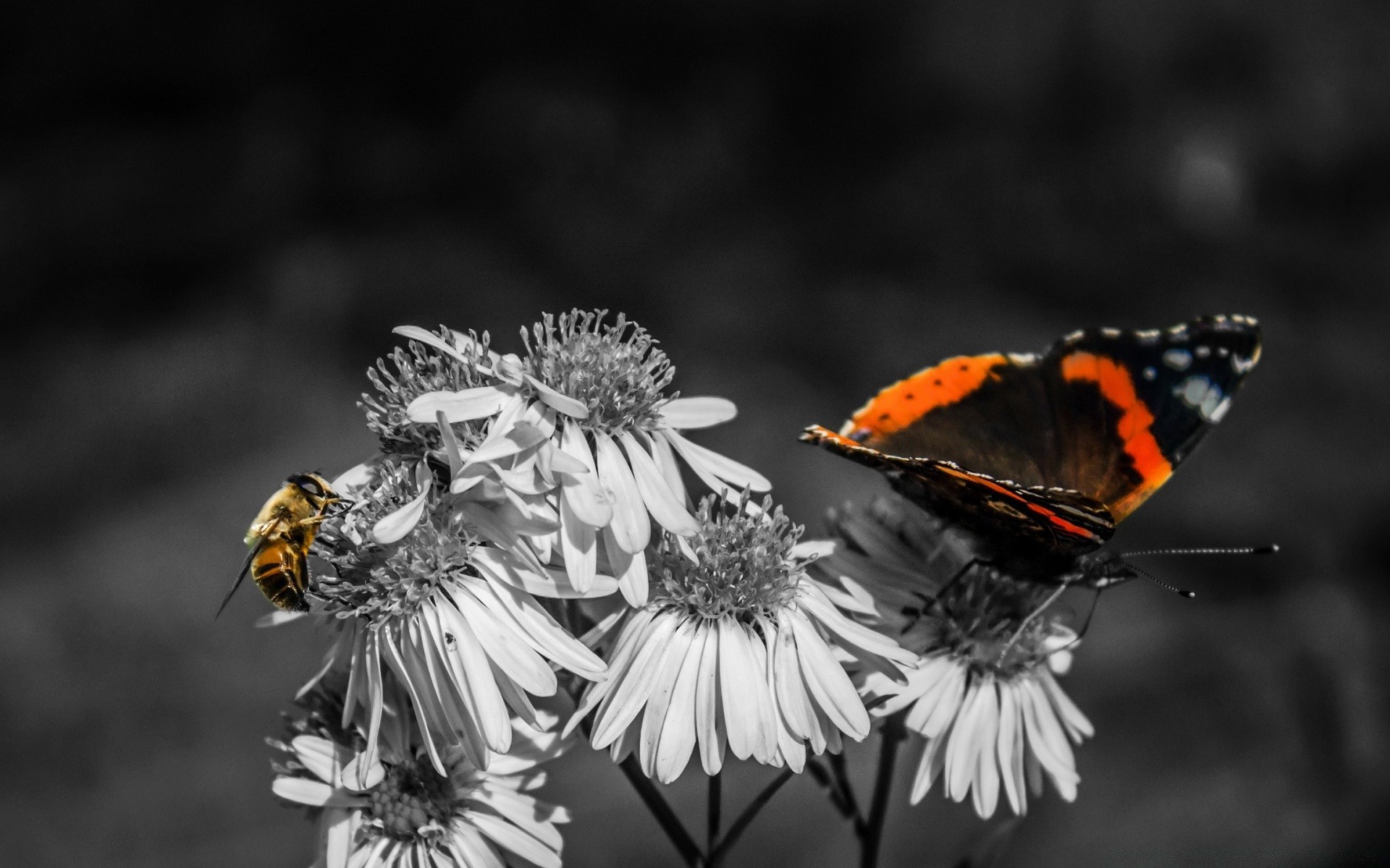 insetos inseto borboleta natureza vida selvagem invertebrados ao ar livre asa animal voar antena néctar mariposa flor verão