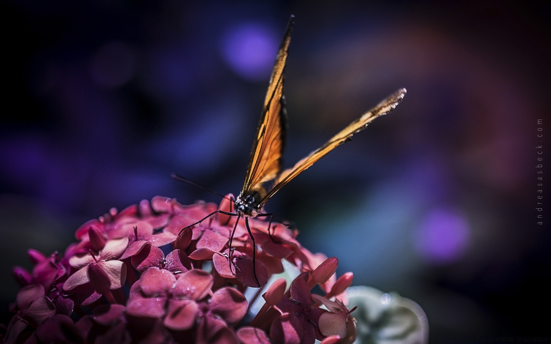 insects insect butterfly nature flower color beautiful garden close-up invertebrate animal fly antenna wing wildlife little summer flora leaf light