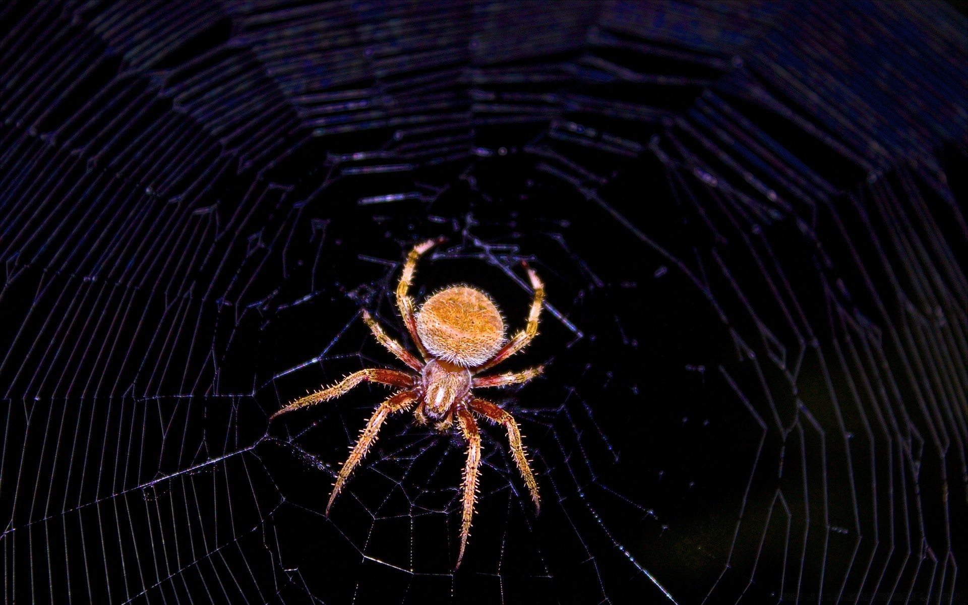 insectes araignée arachnide toile d araignée toile d araignée piège creepy web phobie insecte effrayant peur venin halloween invertébrés rosée tarentule creepy poison