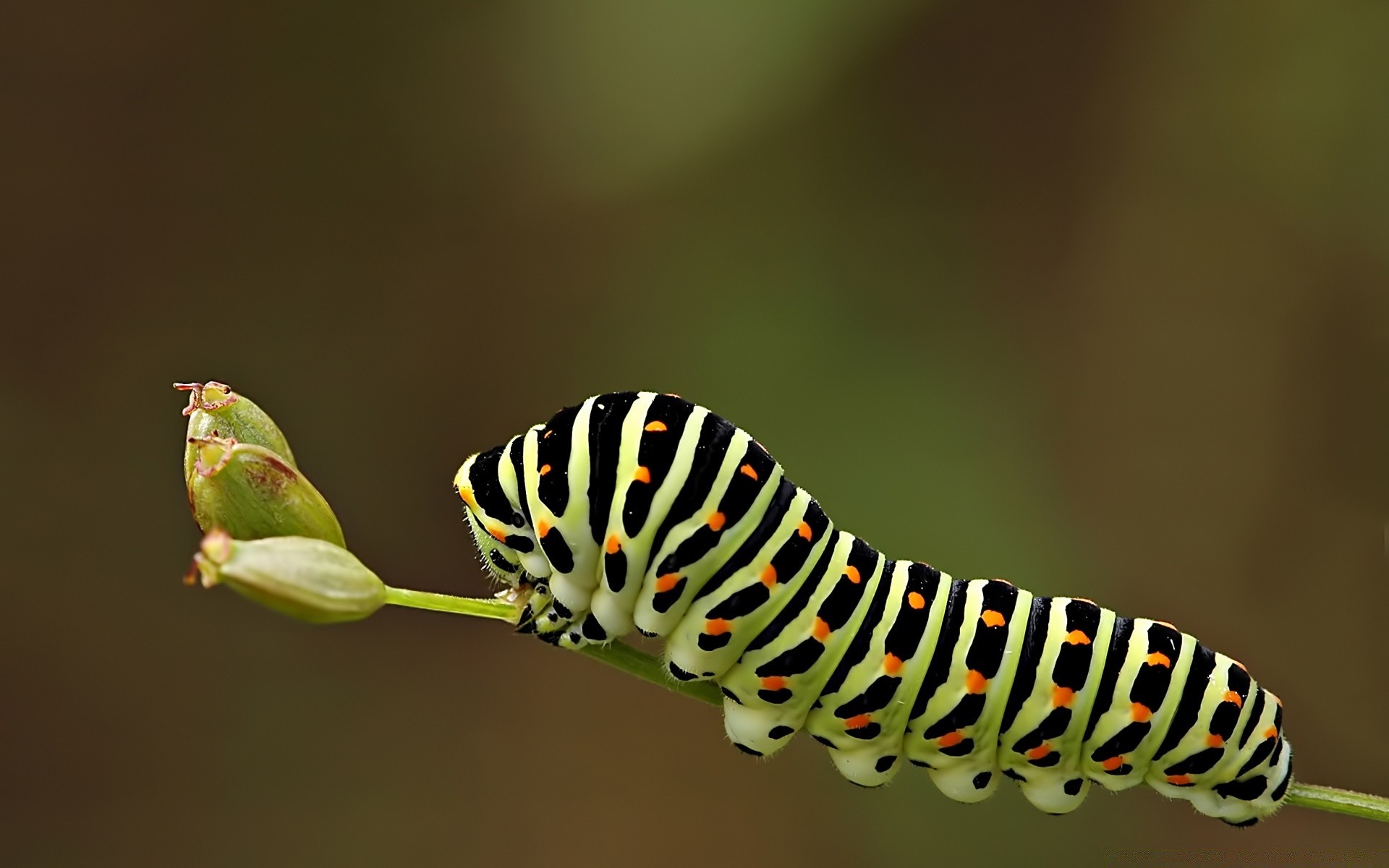 insetos inseto lagarta borboleta vida selvagem invertebrados larva natureza mariposa ao ar livre metamorfose verme biologia animal folha lepidoptera