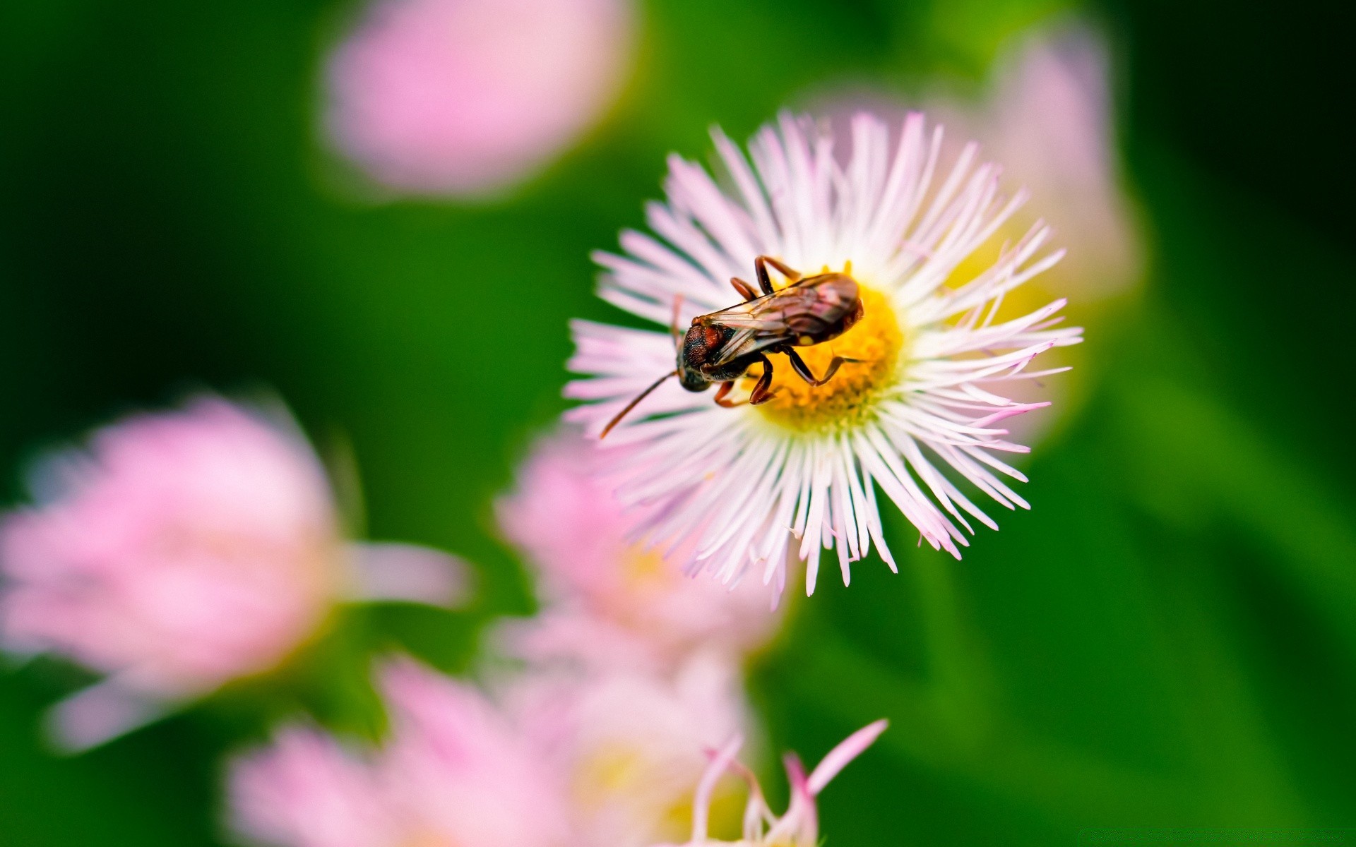 insekten natur blume flora sommer garten blatt insekt pollen biene hell blütenblatt im freien wild farbe schließen blumen blühen