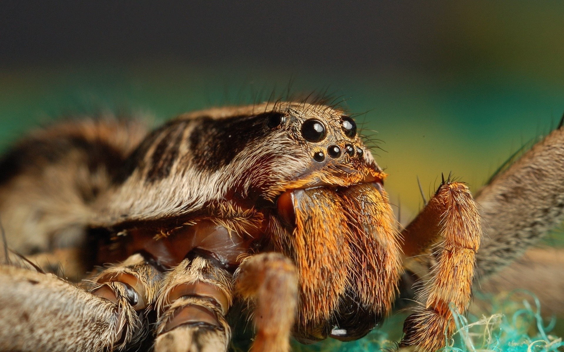 insectos naturaleza vida silvestre animal salvaje pequeño al aire libre mamífero primer plano