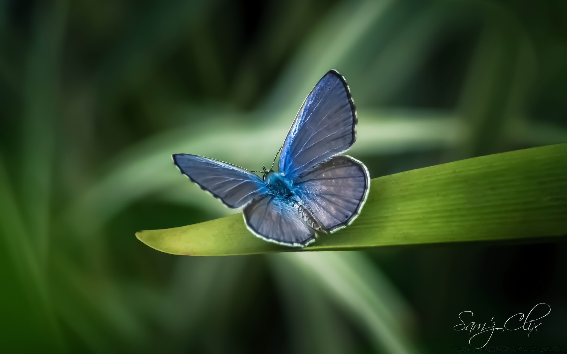 butterfly insect nature wildlife outdoors summer delicate wing lepidoptera fly bright animal biology grass garden moth leaf iridescent