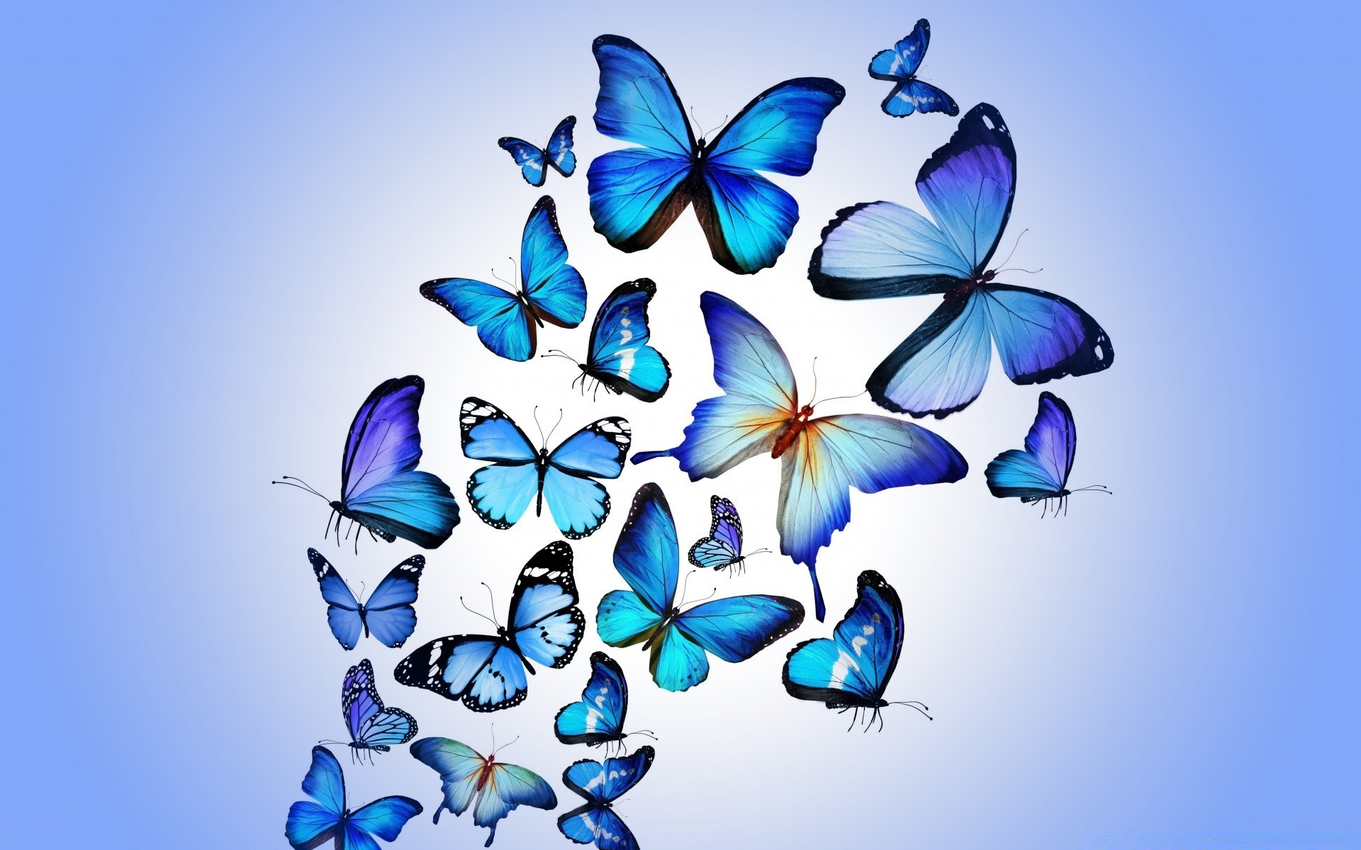 butterfly illustration desktop abstract design nature art graphic summer color shape pattern decoration