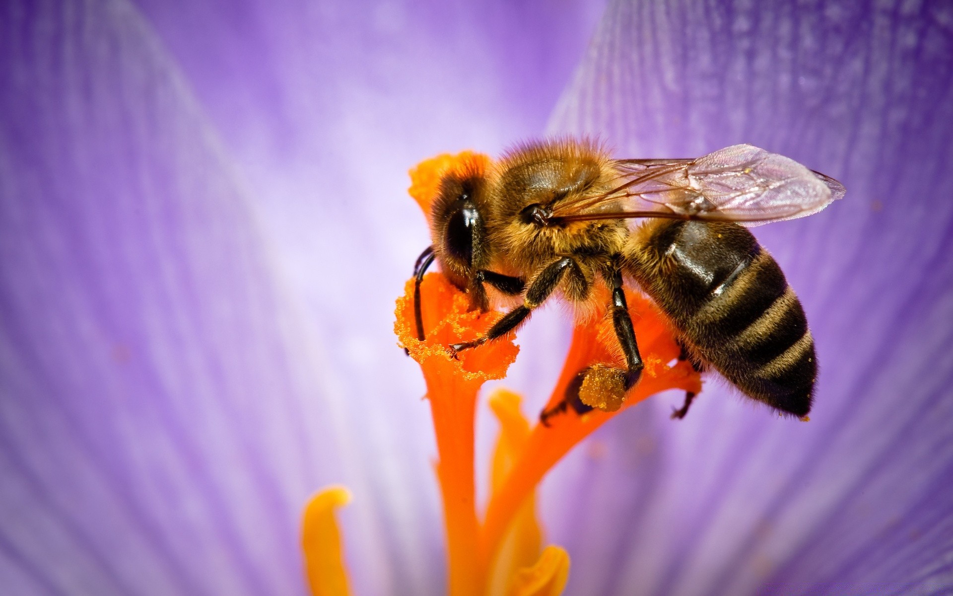 insects bee insect honey pollen nature honeybee pollination summer bumblebee wasp outdoors nectar fly flower