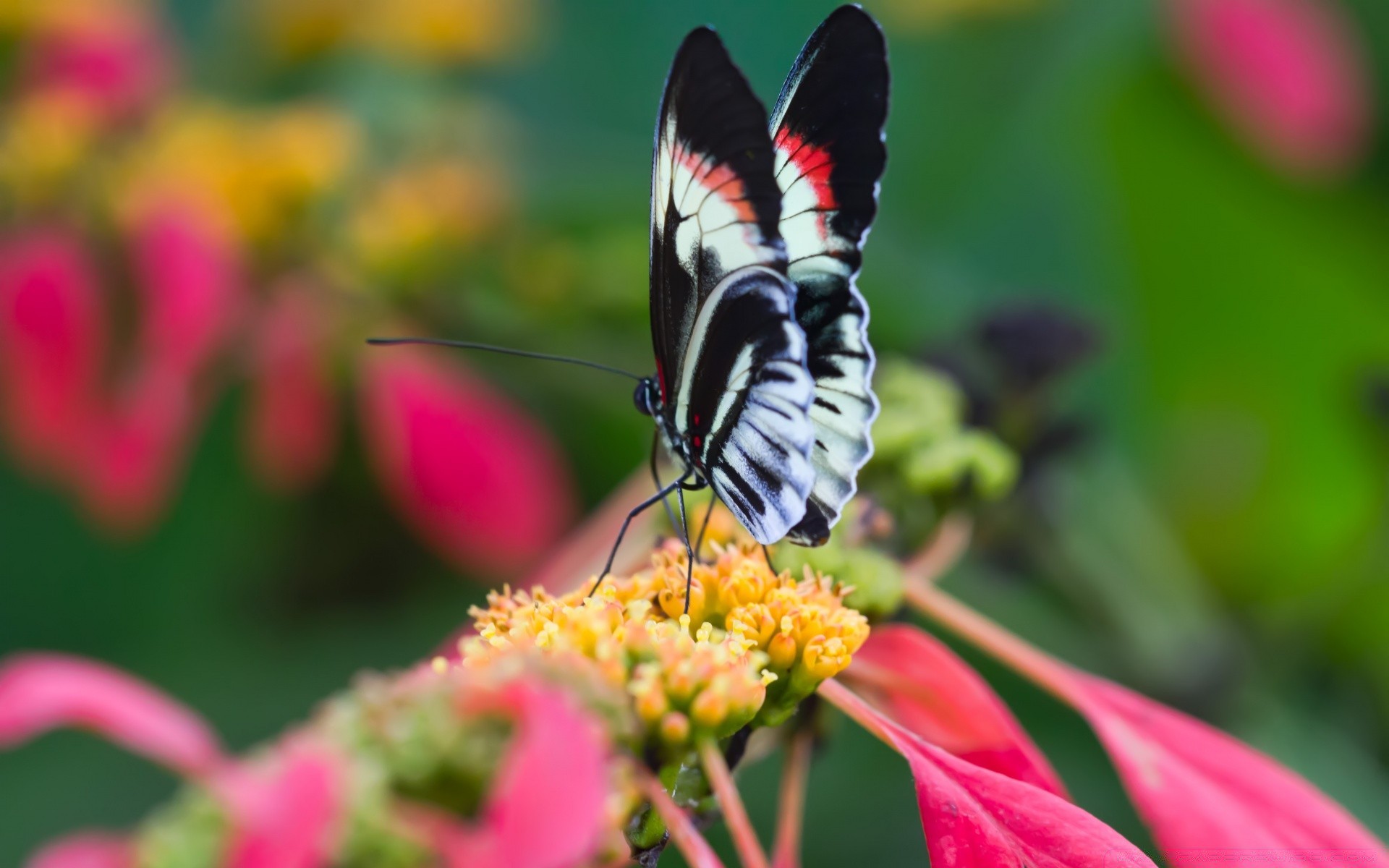 Бабочка цветение макро бесплатно