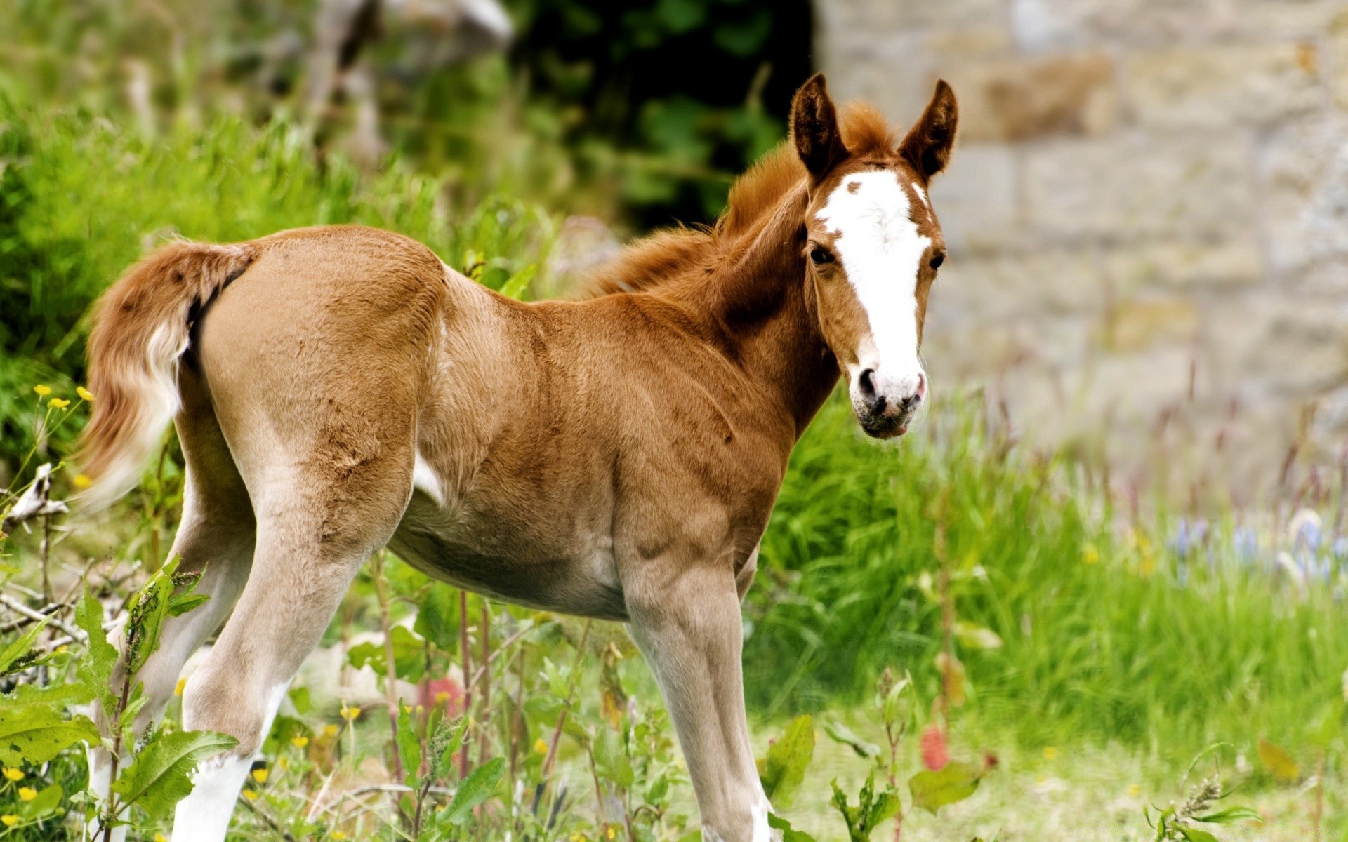 cheval mammifère herbe animal foin champ cavalerie ferme pâturage nature manet mare faune cheval rural poulain l agriculture étalon sauvage élevage de chevaux été