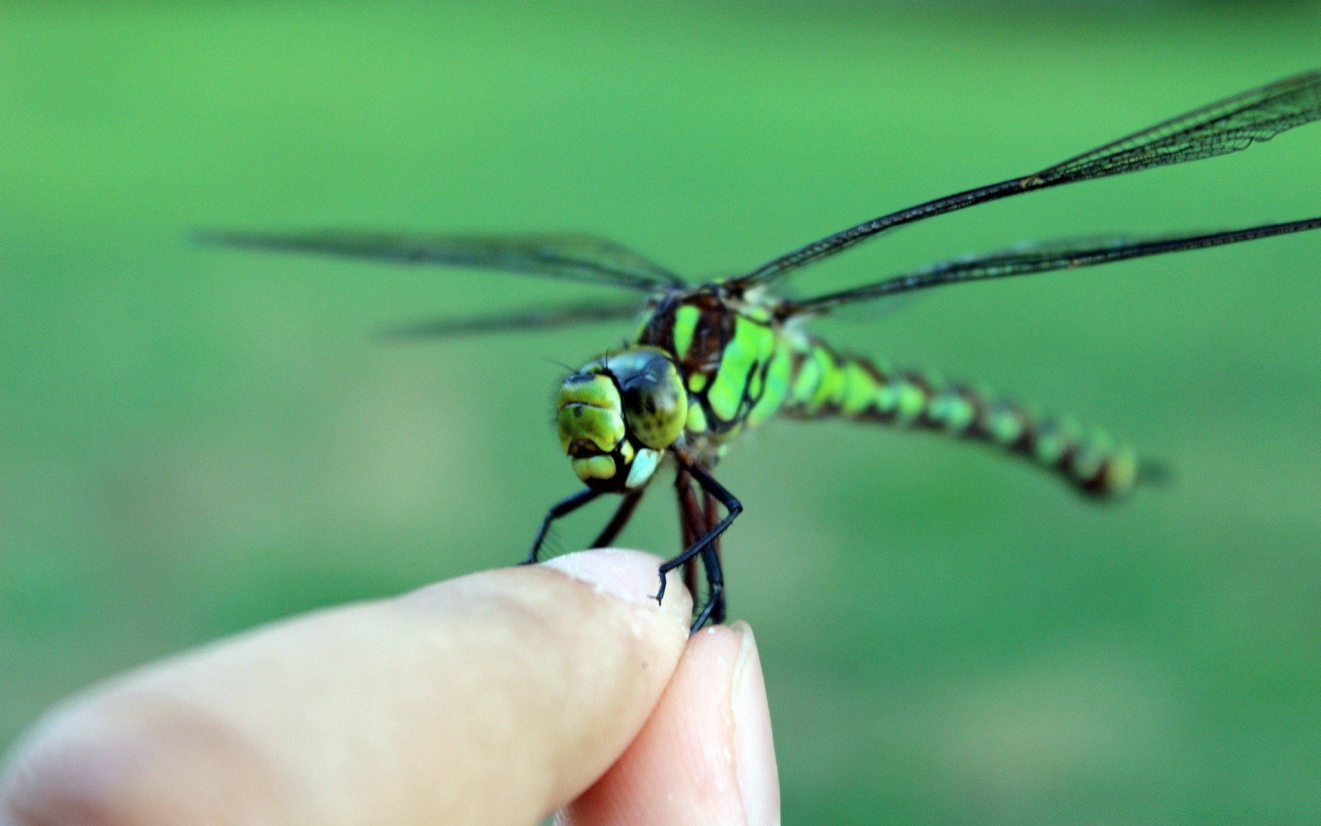 insetos libélula inseto vida selvagem natureza voar ao ar livre invertebrados damselfly animal asa