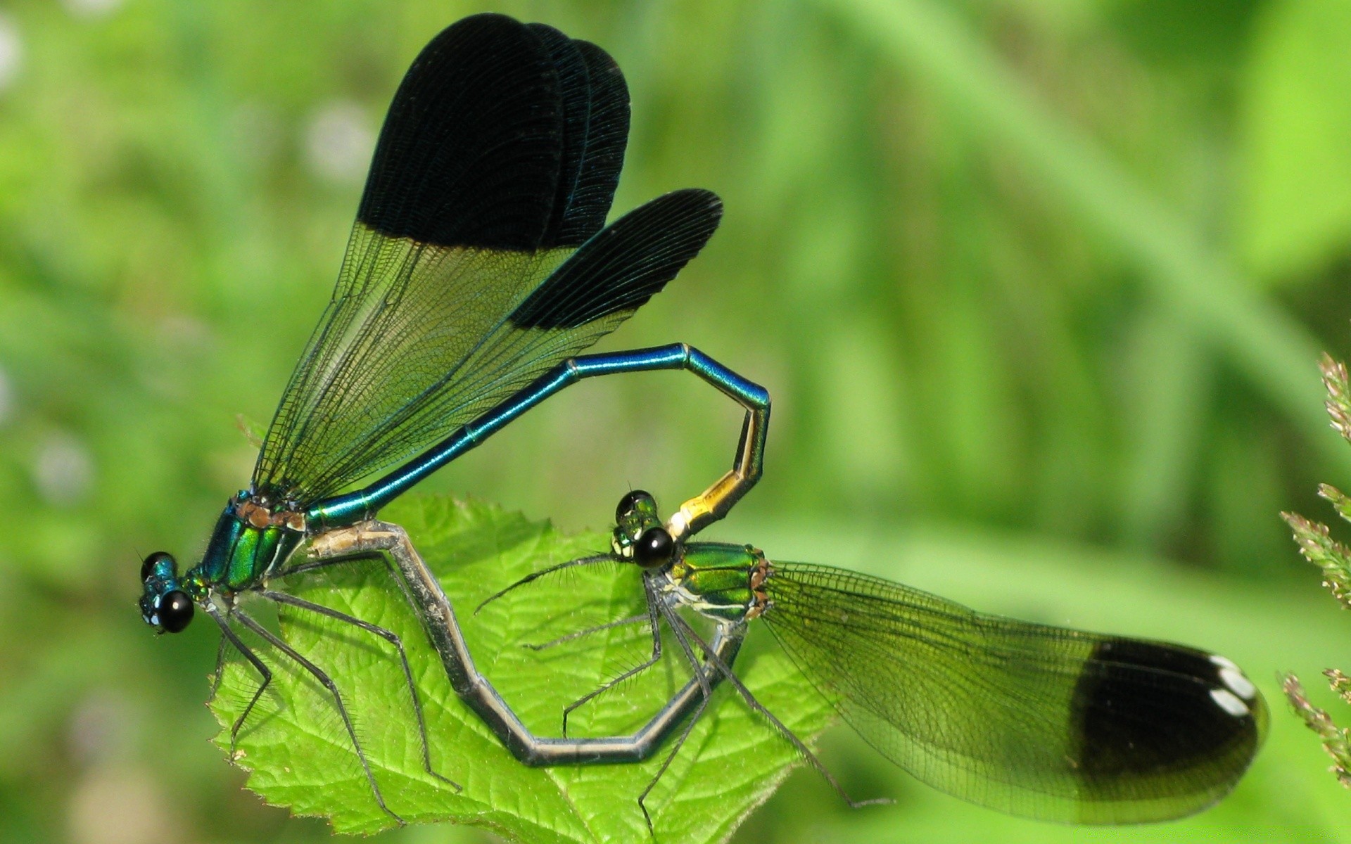 insetti insetto natura libellula fauna selvatica foglia erba all aperto estate animale invertebrati volare selvaggio giardino piccolo