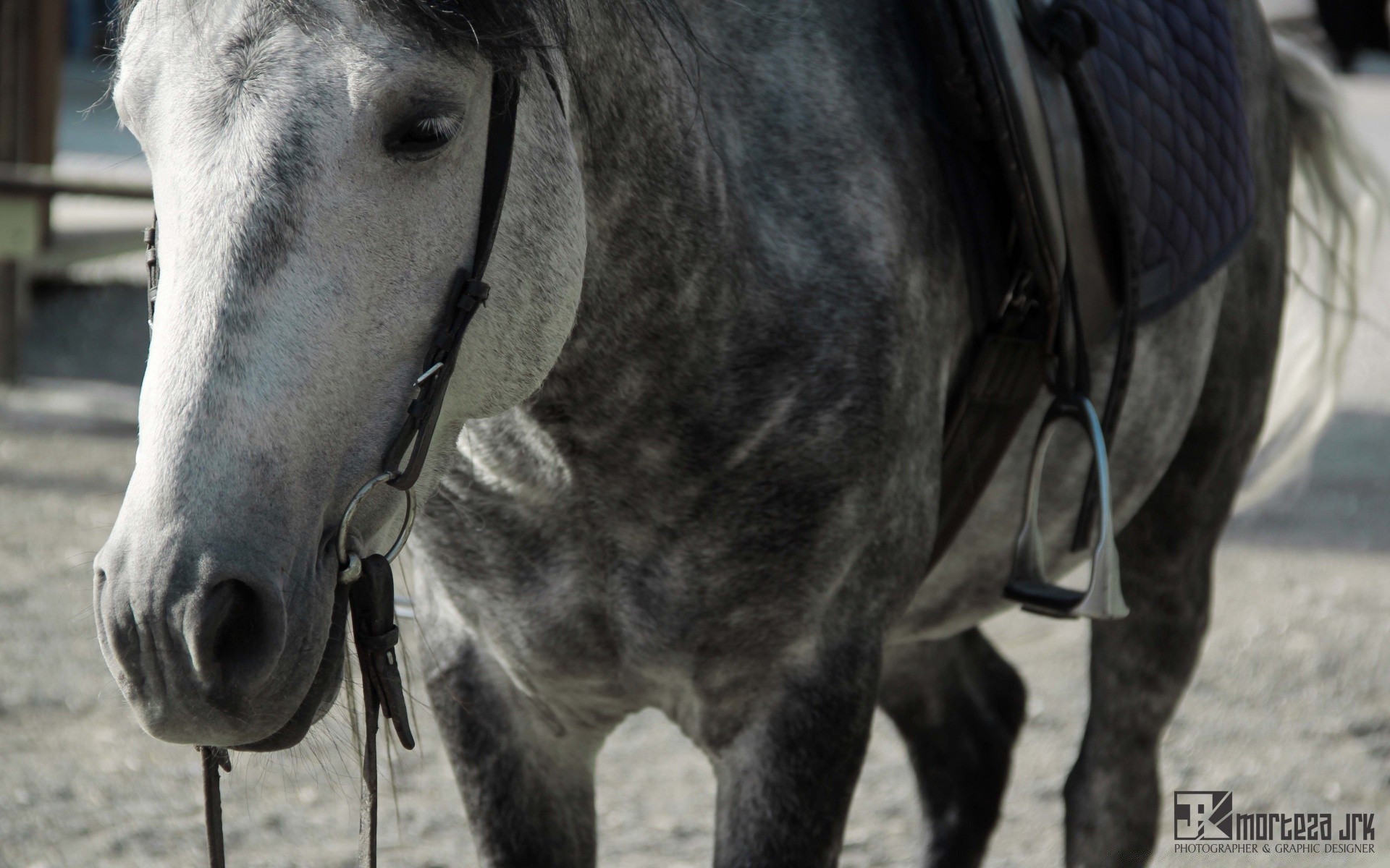 pferd kavallerie tier natur bauernhof des ländlichen hengst pferd säugetier zaumzeug kopf im freien mare pony reiten freiheit sitzen manet pferdezucht stabil