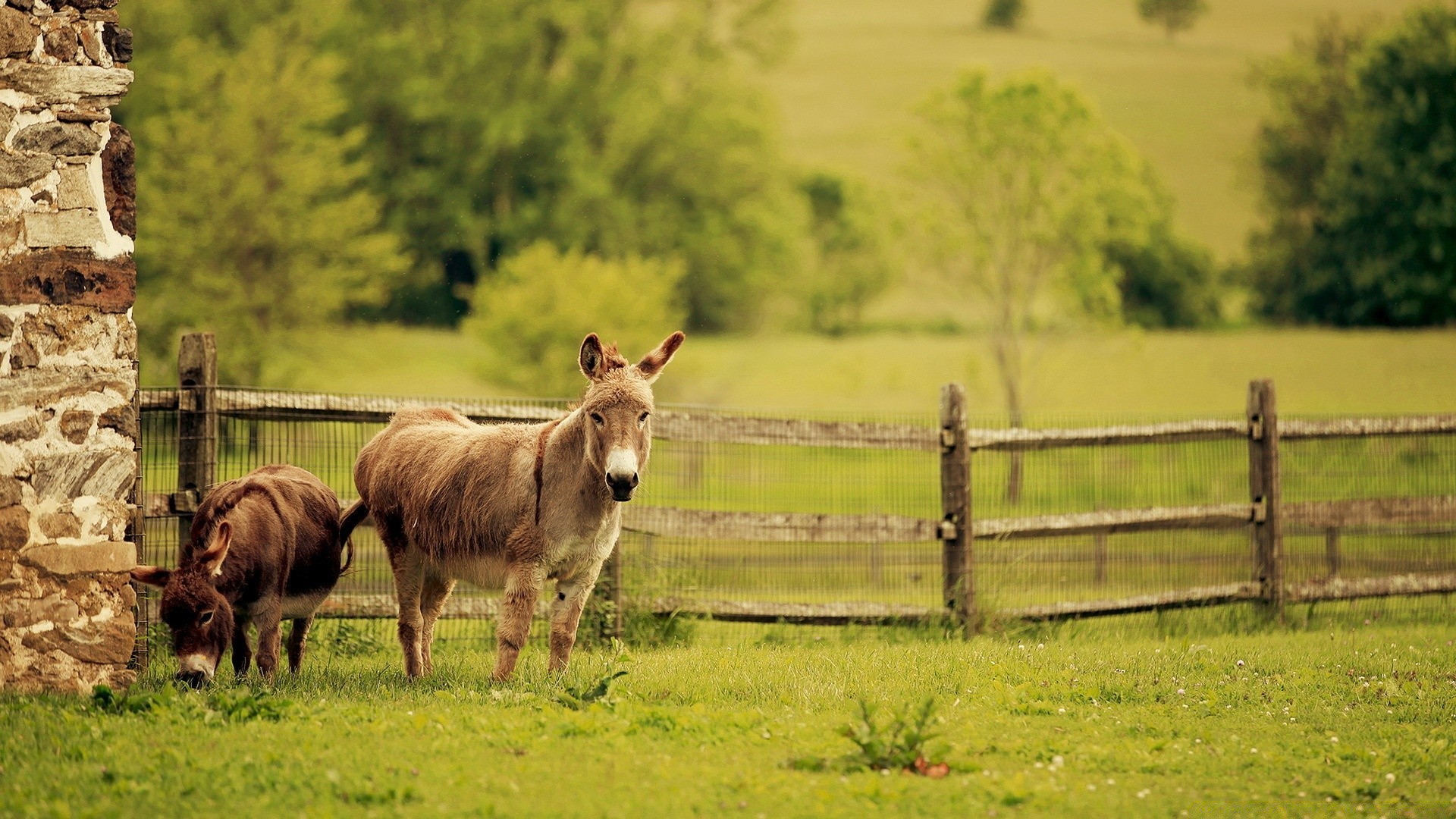 cavalo fazenda cerca agricultura grama mamífero feno gado pasto rural campo gado campo ao ar livre paisagem natureza terras agrícolas animal vaca