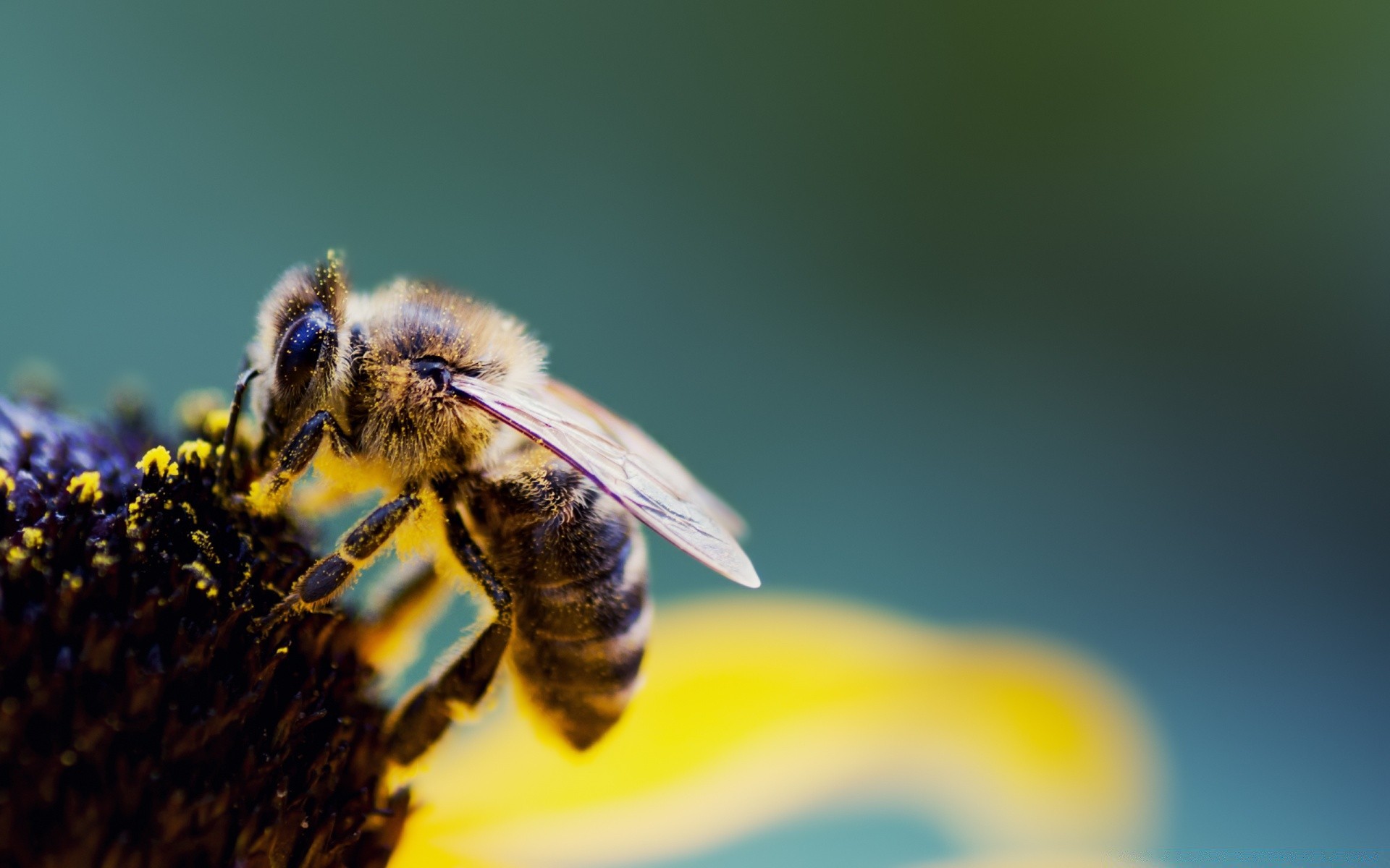 insects bee insect nature blur honey outdoors pollen flower summer