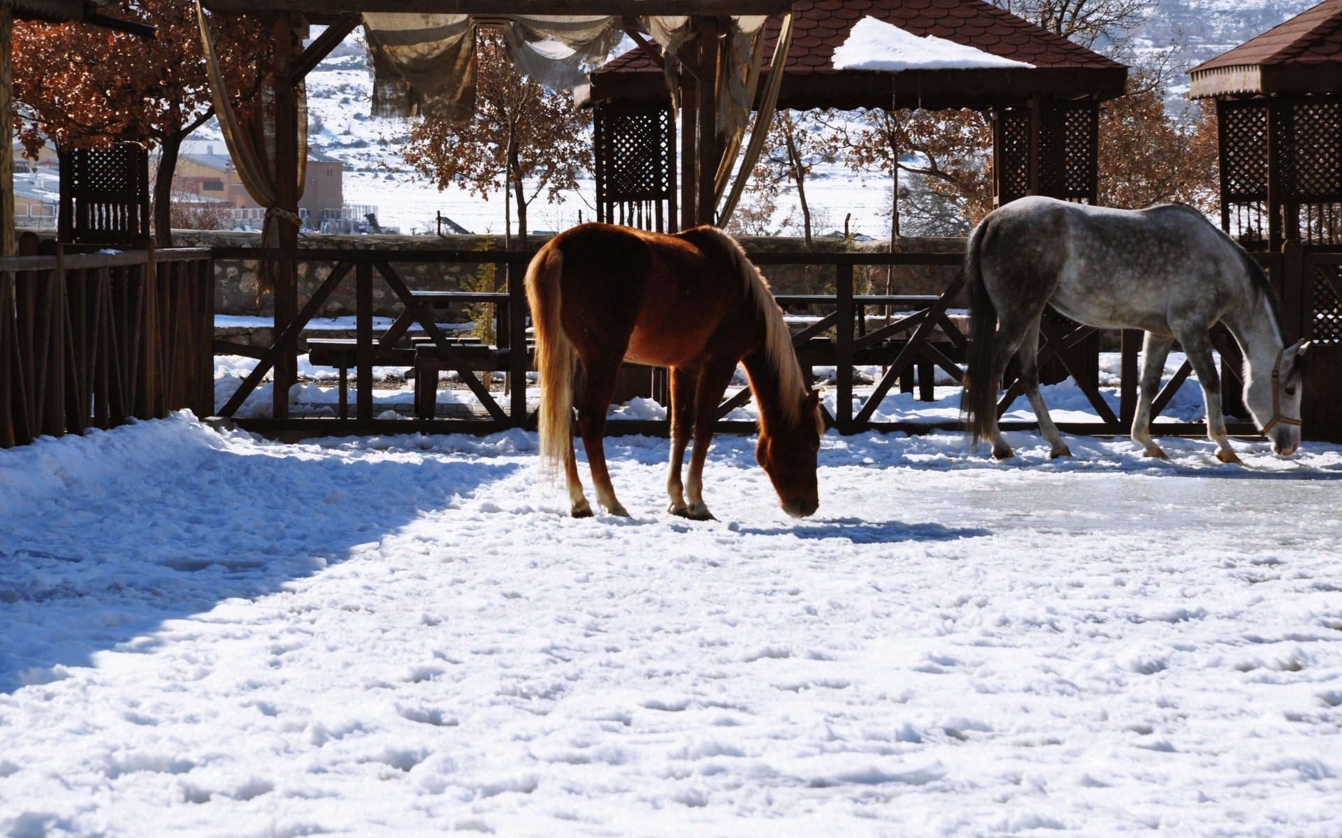 chevaux neige hiver froid en plein air nature mammifère bois ferme cavalerie rural cheval arbre clôture animal saison gel