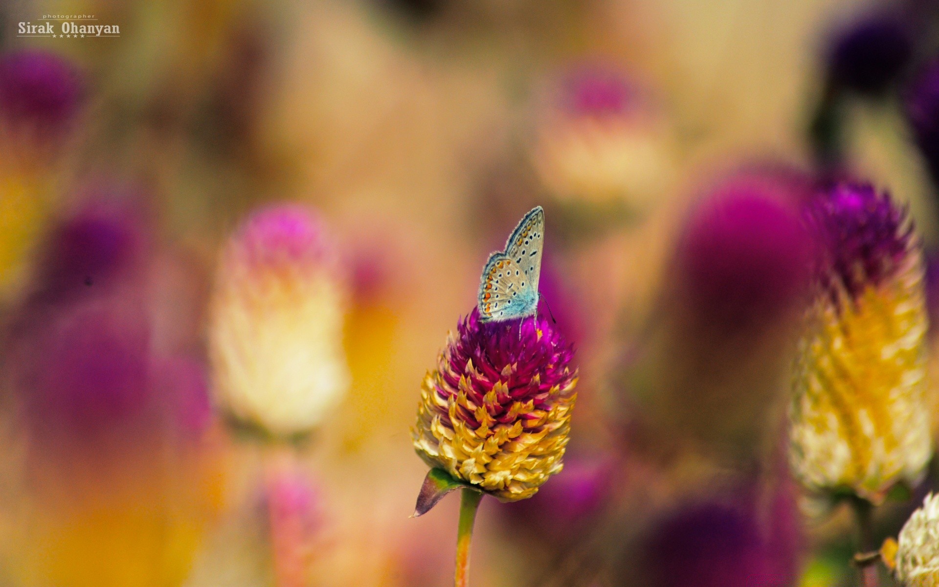 papillon nature fleur été flore lumineux jardin feuille herbe floral à l extérieur pétale croissance couleur bluming foin beau temps champ sauvage saison