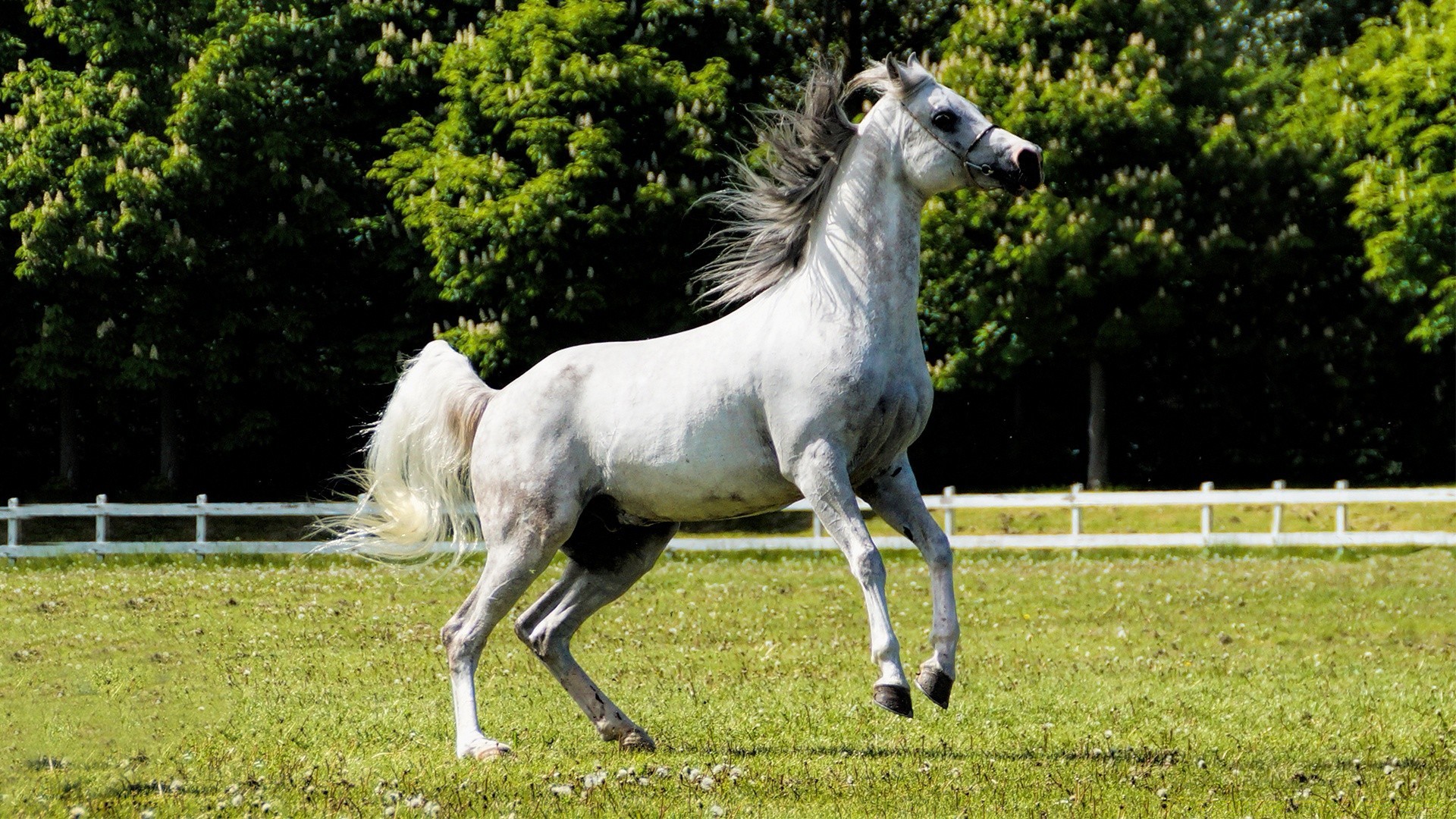 cavallo mammifero erba animale cavallo fattoria fieno allevamento di cavalli cavalleria equestre campo natura mane stallone pascolo domestico rurale mare animali vivi pony