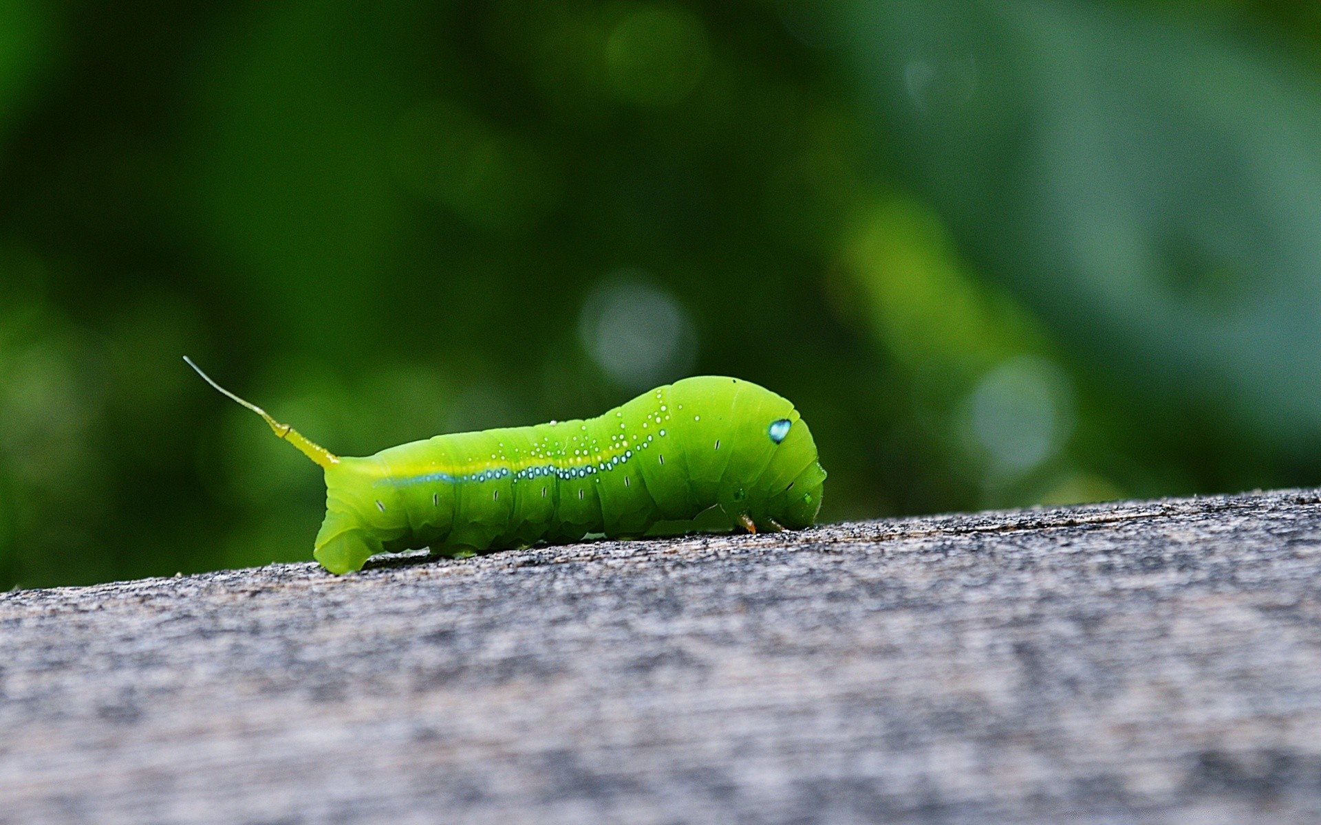 insetti insetto bruco larva verme natura metamorfosi fauna selvatica farfalla foglia invertebrati all aperto falena animale estate flora giardino parassiti