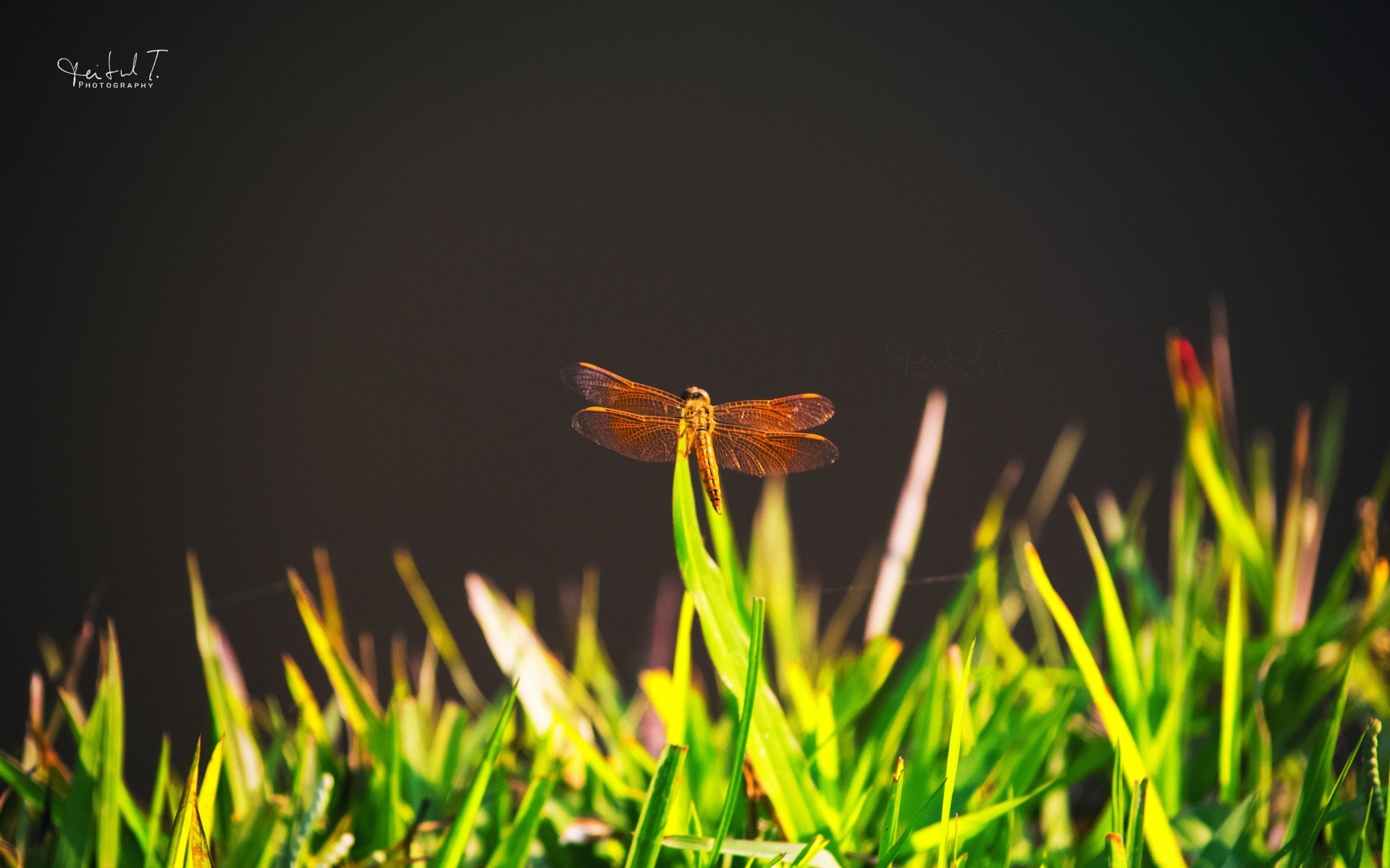 insekten gras natur blatt sommer wachstum im freien flora gutes wetter sonne