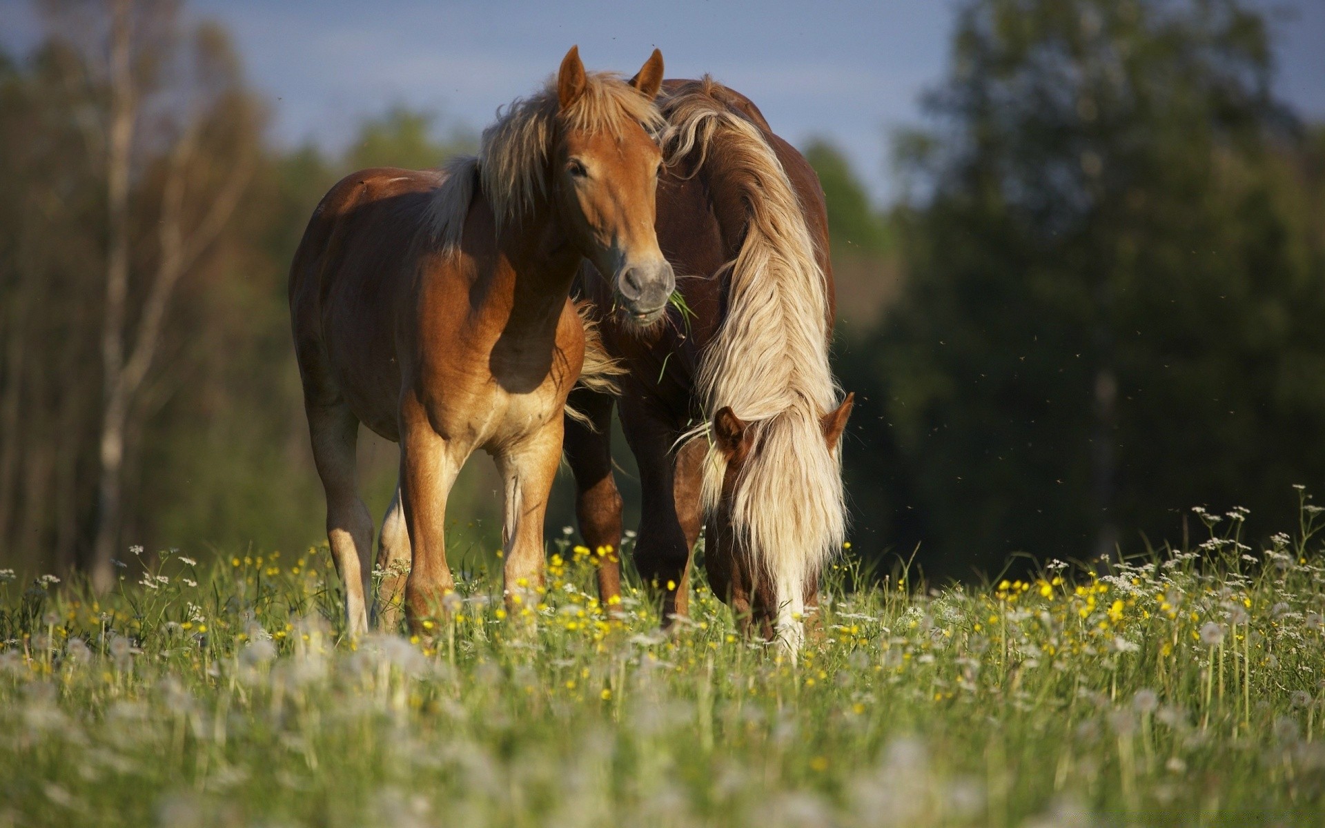 horses grass mammal field hayfield cavalry mane horse mare pasture animal farm nature