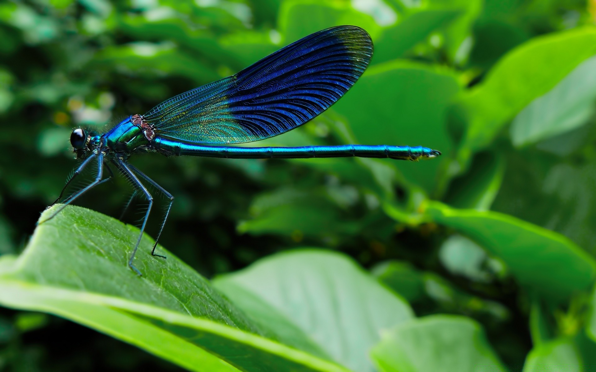 insects insect nature leaf butterfly wildlife summer invertebrate garden fly outdoors animal dragonfly wing biology flora color little environment close-up