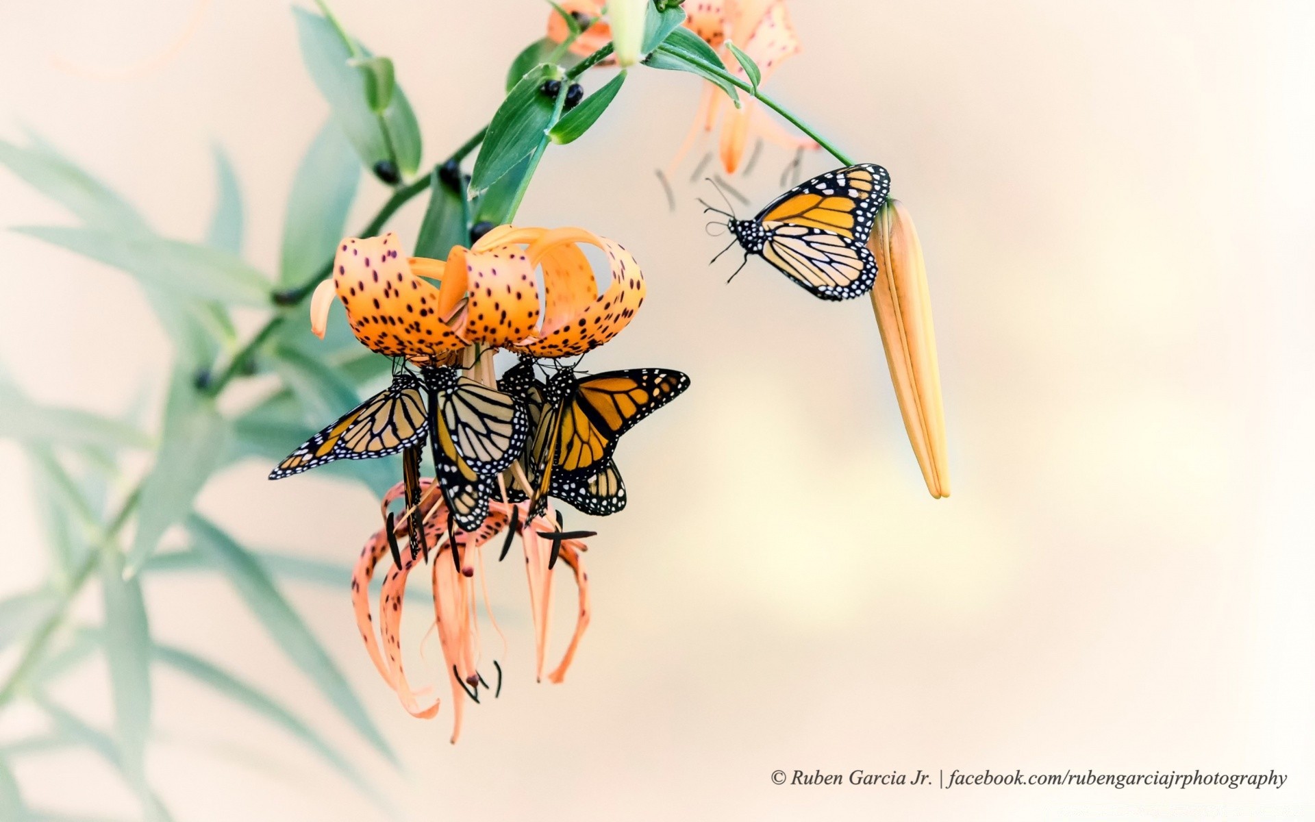 owady owad natura motyl liść lato flora kwiat na zewnątrz przyroda pulpit ilustracja