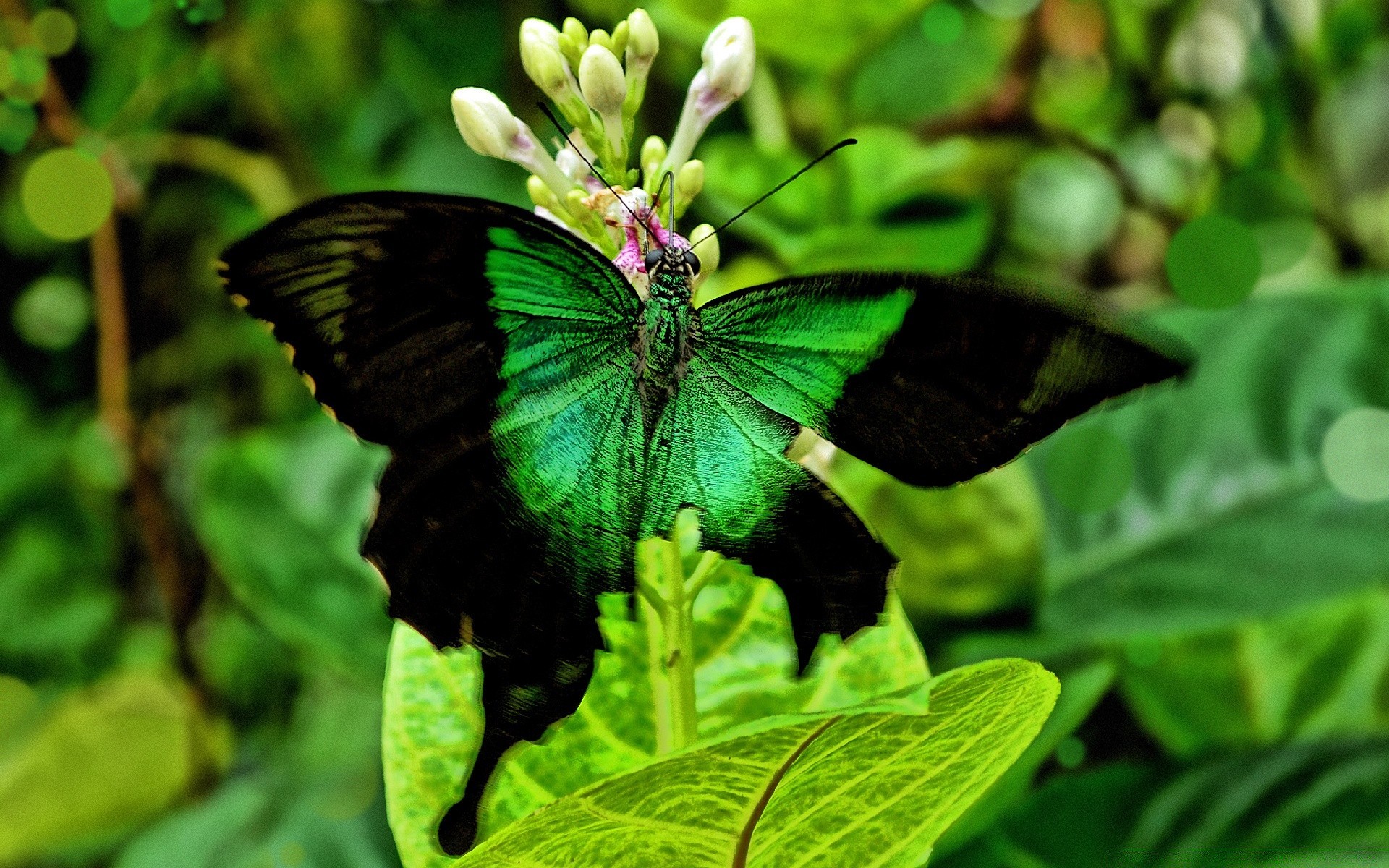 borboleta natureza folha inseto jardim verão flora ao ar livre vida selvagem flor ambiente bela asa biologia animal tropical cor selvagem close-up