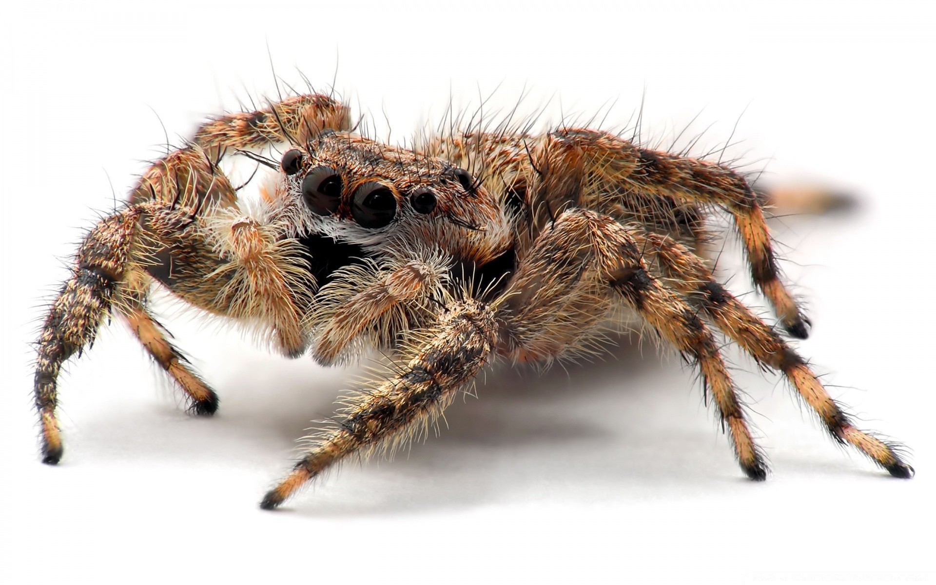 insetos aranha aracnídeo peludo inseto assustador fobia tarântula assustador animal medo vida selvagem assustador natureza pequeno perigo auto-assustado veia invertebrados predador