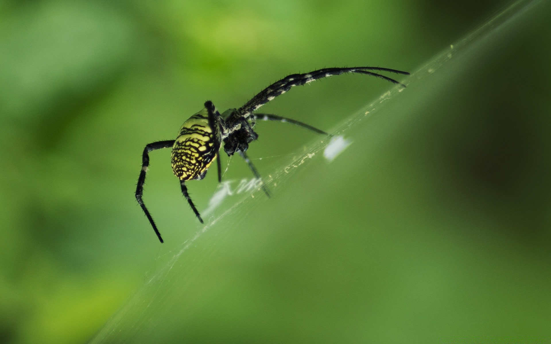 insectos araña insecto arácnido telaraña naturaleza invertebrados vida silvestre rocío animal pequeño espeluznante telaraña web al aire libre depredador primer plano jardín