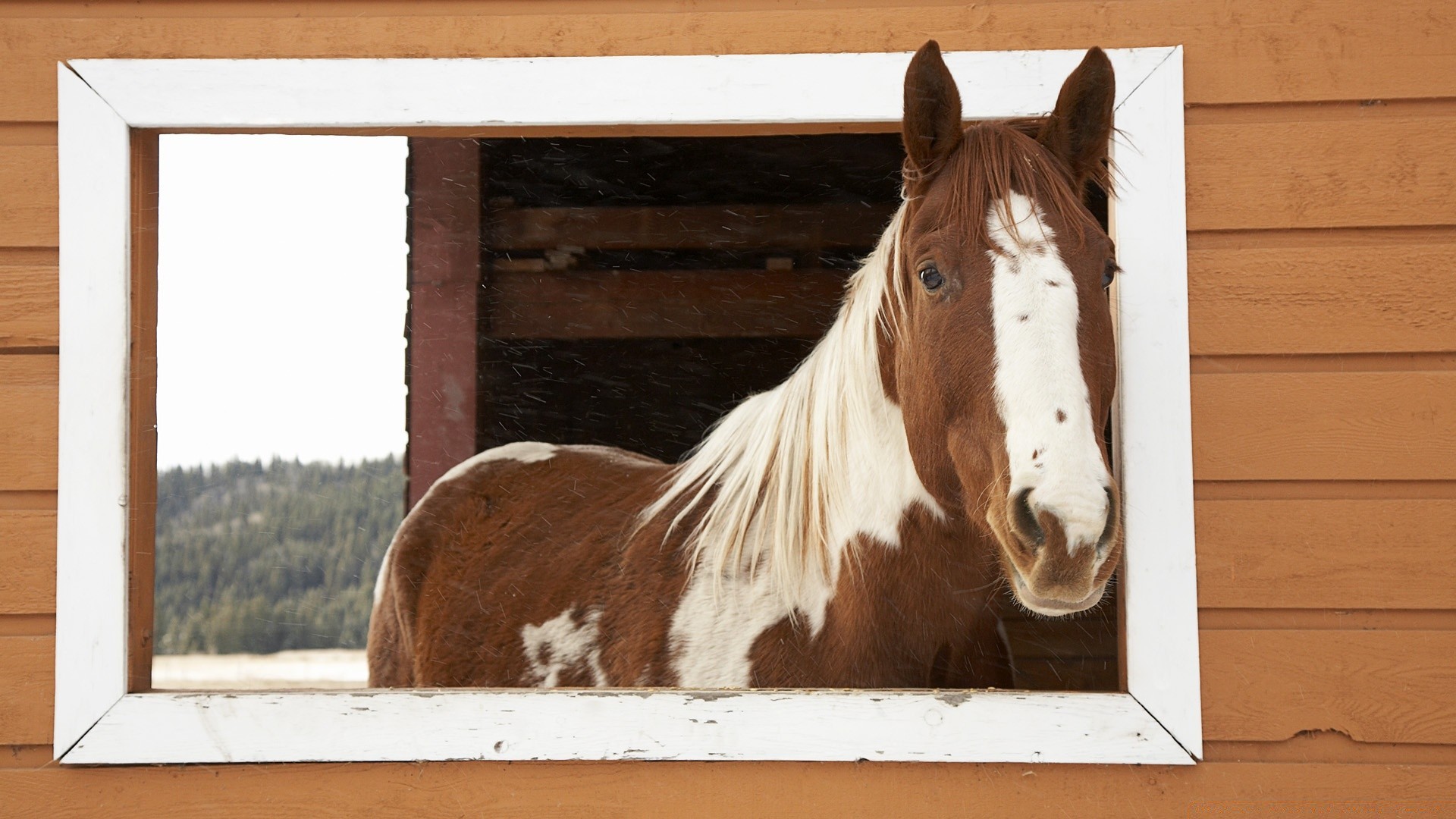 cheval mammifère animal hiver ferme porte portrait cavalerie un nature grange neige domestique bois