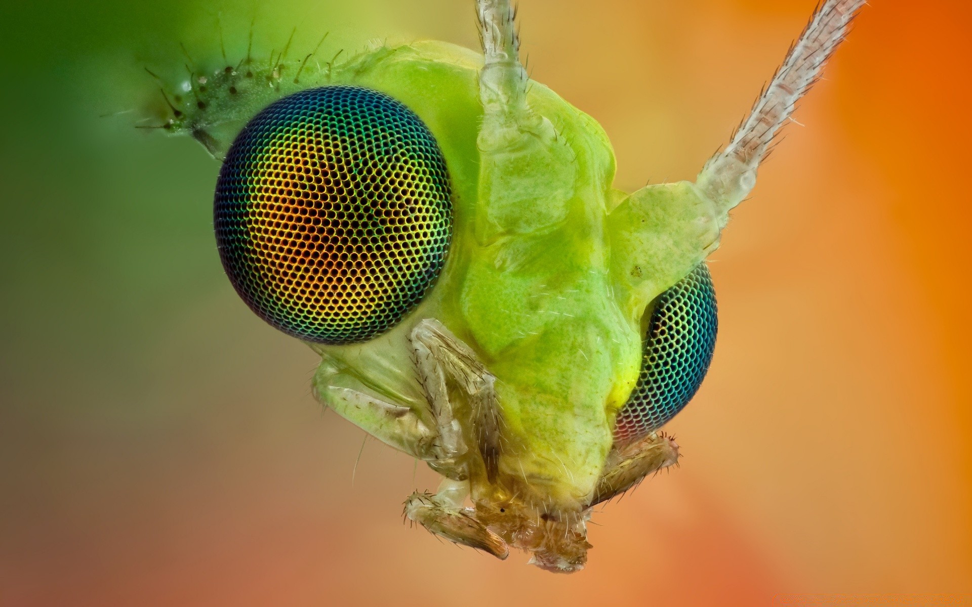 insectes nature faune en plein air insecte feuille été animal tropical couleur