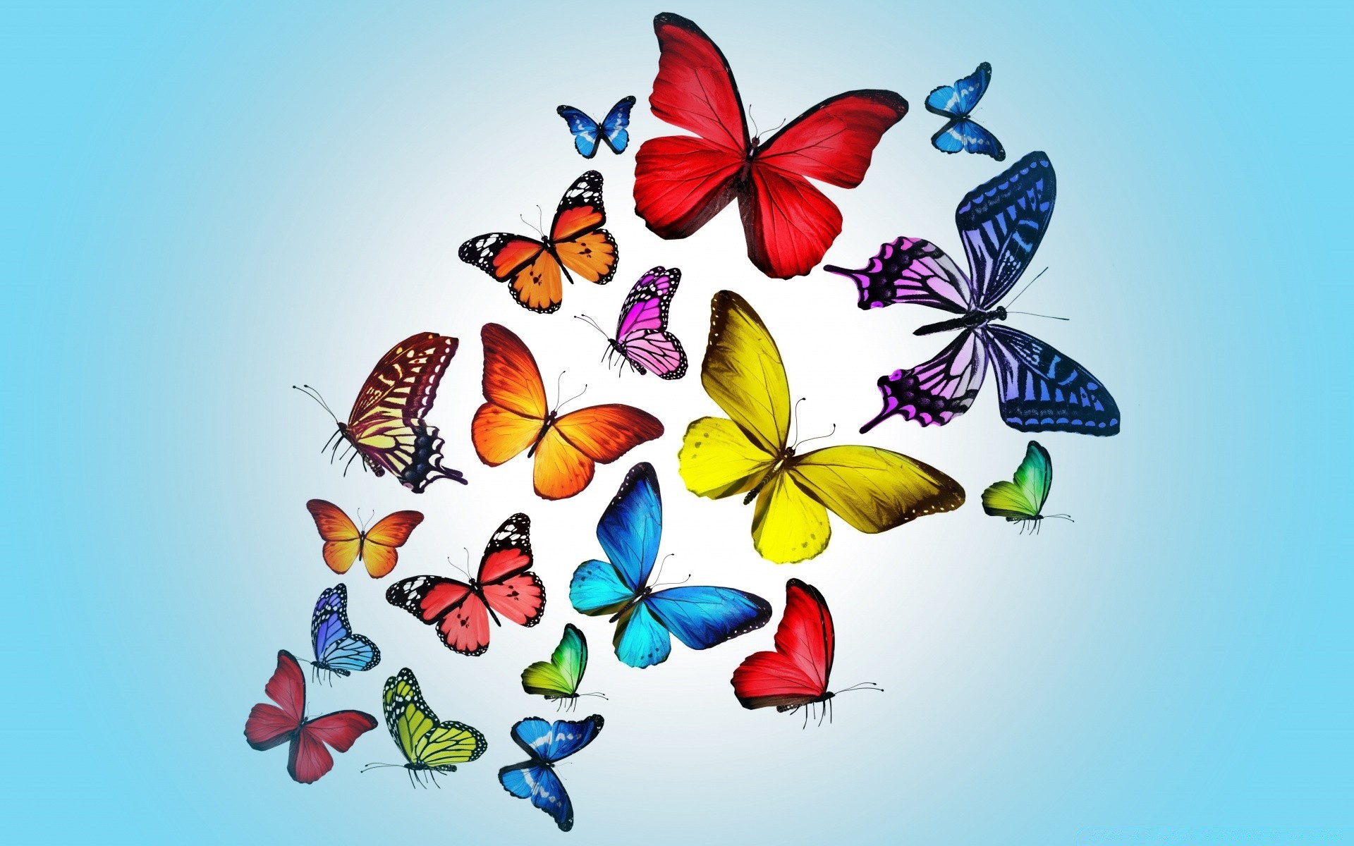 butterfly illustration desktop graphic vector flower design summer art nature abstract