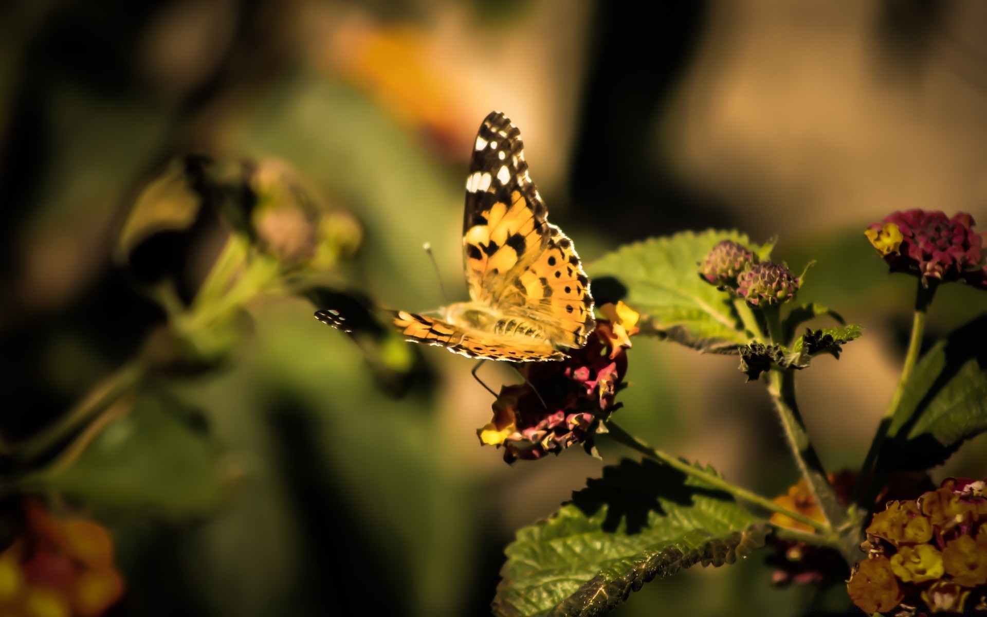 butterfly insect nature flower invertebrate outdoors leaf garden summer moth wildlife color delicate