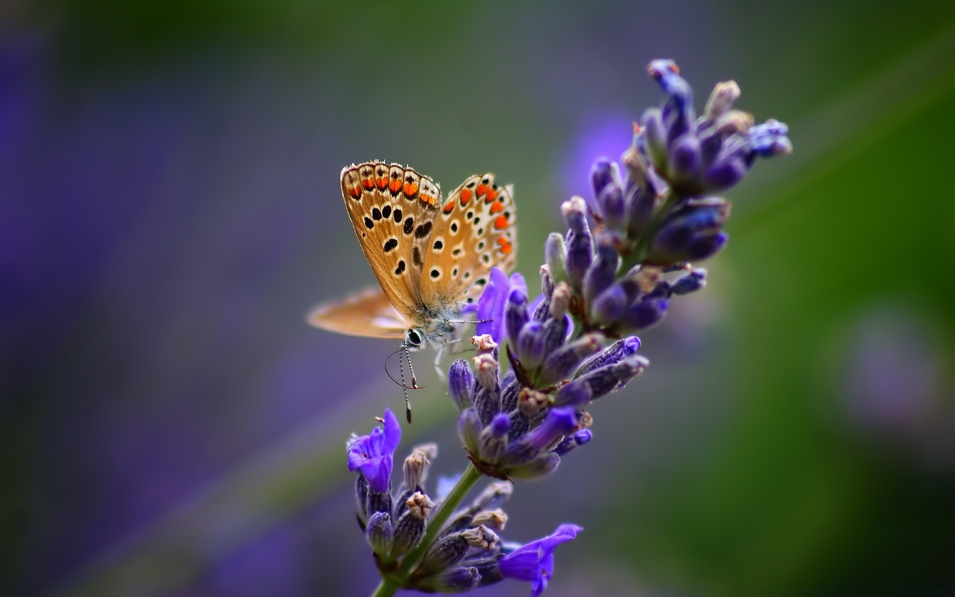 schmetterling natur blume insekt sommer flora im freien blatt lavendel garten sanft unschärfe