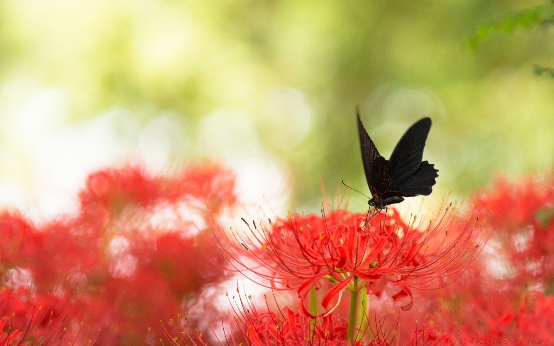 kelebek doğa çiçek bahçe renk flora yaz yakın çekim yaprak sezon güzel çiçek parlak park açık havada çiçek açan petal vahşi masaüstü