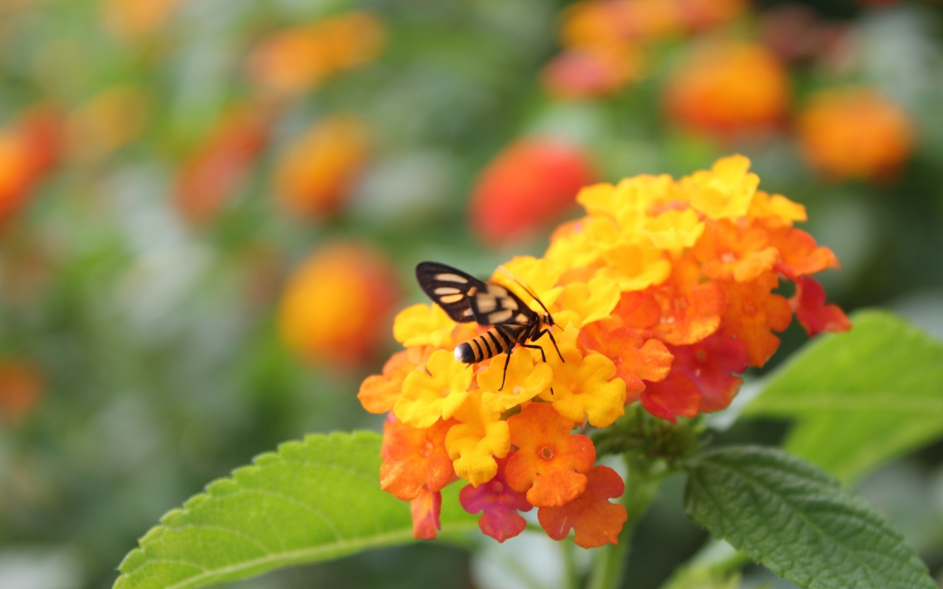 insects nature flower leaf insect summer flora garden outdoors color bright close-up fair weather growth floral