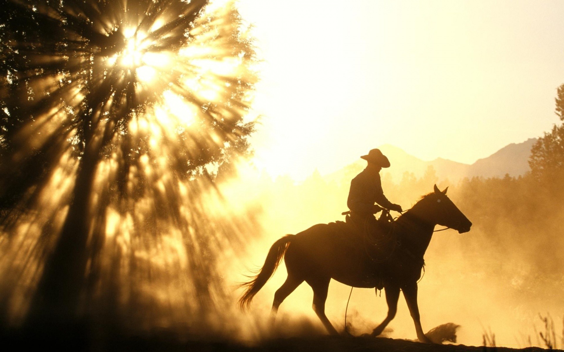 chevaux coucher de soleil cavalerie soleil rétro-éclairé silhouette aube assis soir en plein air beau temps ciel mammifère lumière un cheval