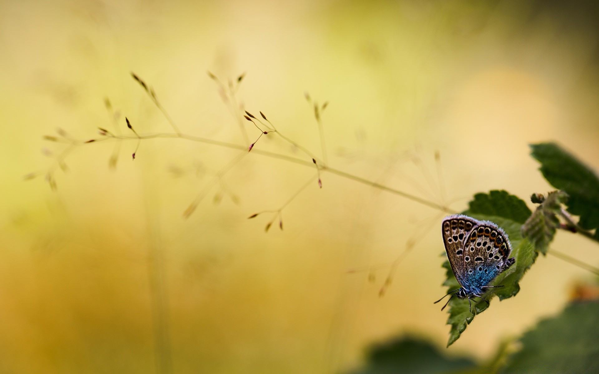 butterfly insect flower nature color blur light outdoors summer flora desktop garden wildlife leaf invertebrate beautiful sun animal