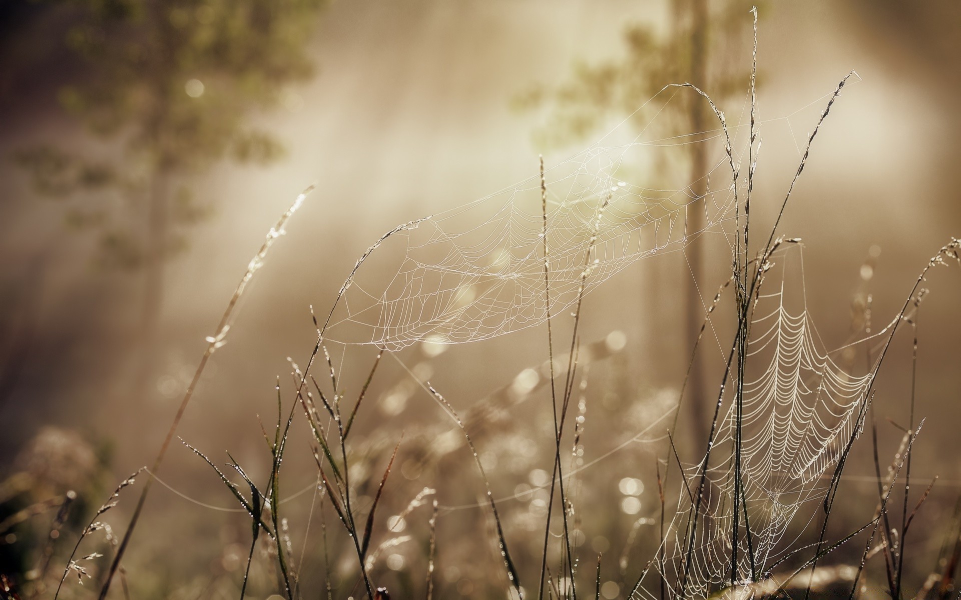 insects dawn nature sun field spider sunset fair weather grass summer dew outdoors rural light landscape dof gold countryside seed wheat