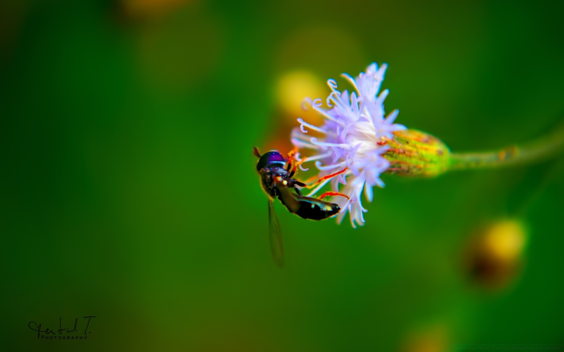 insekten natur insekt blatt sommer im freien tierwelt wenig hell biologie