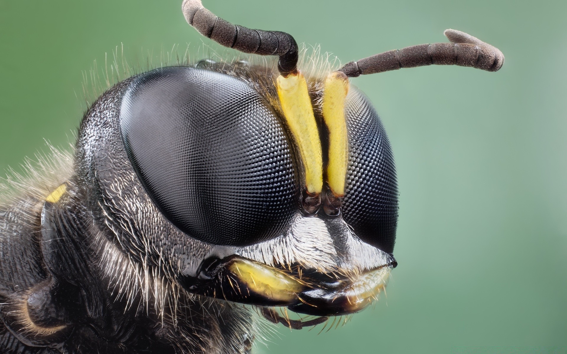 insetos animal vida selvagem inseto natureza selvagem voar invertebrados sozinho peludo perigo isolado biologia