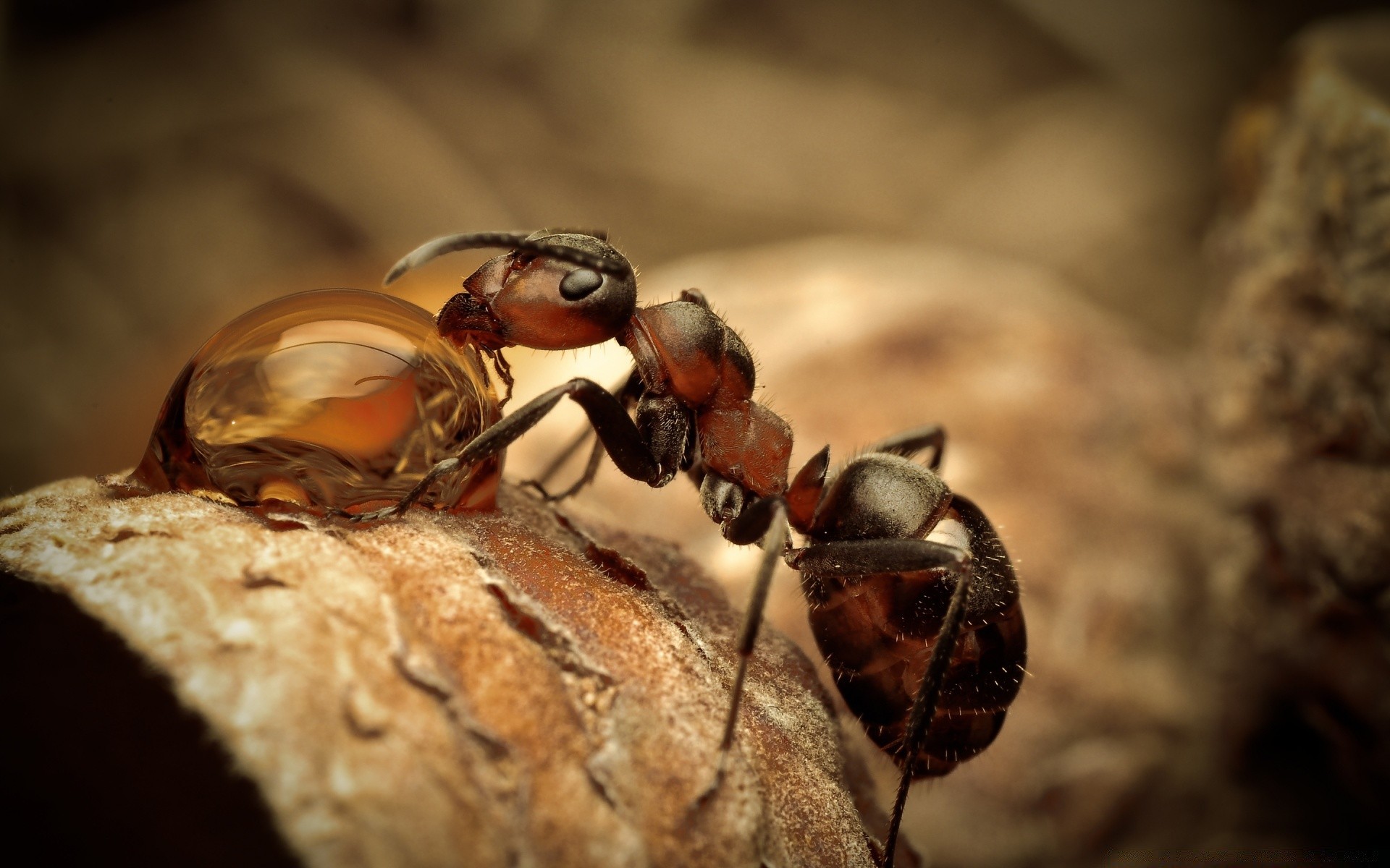 insetos inseto invertebrados vida selvagem natureza besouro comida close-up