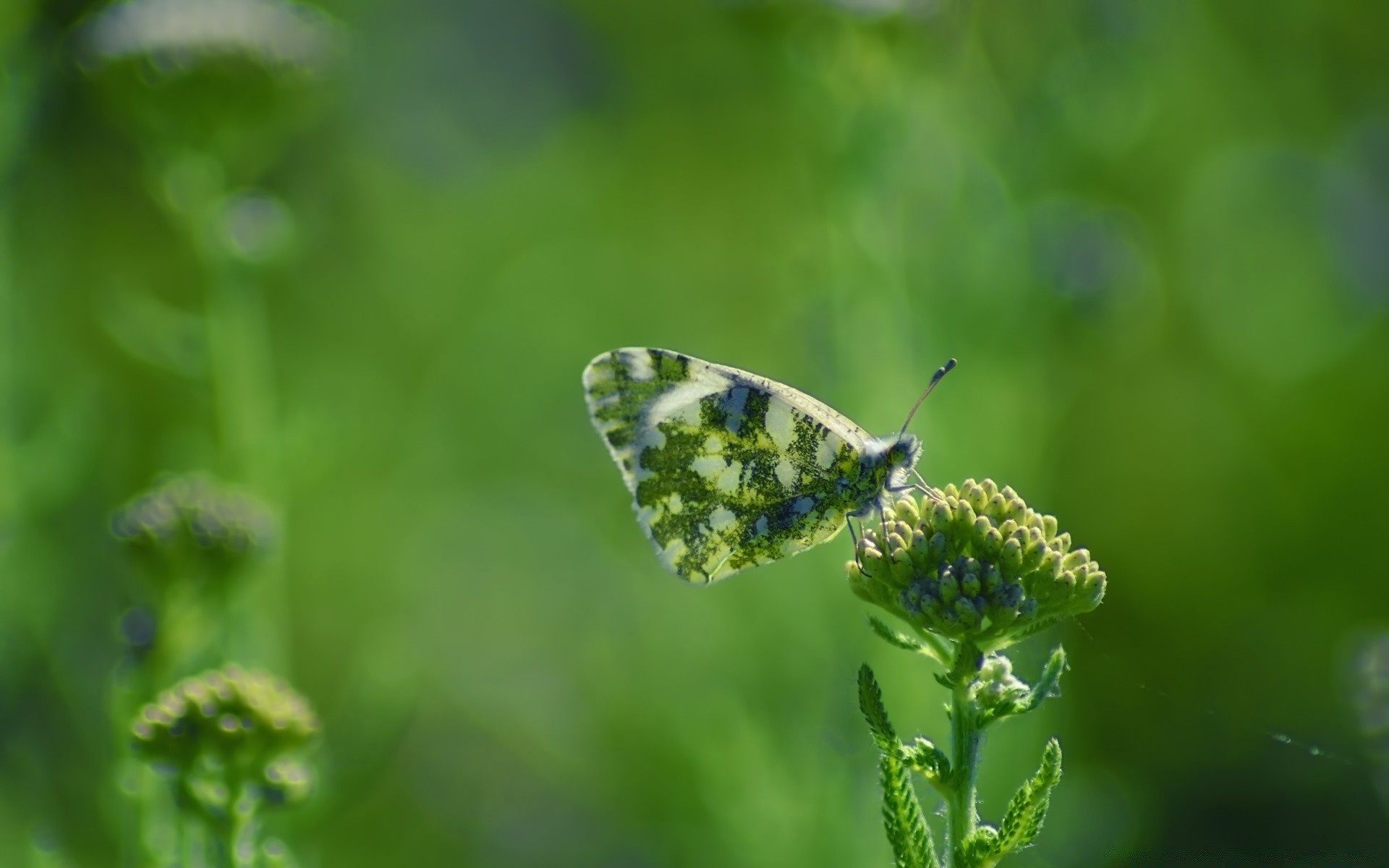 butterfly nature leaf outdoors summer insect flora grass growth flower garden fair weather blur little