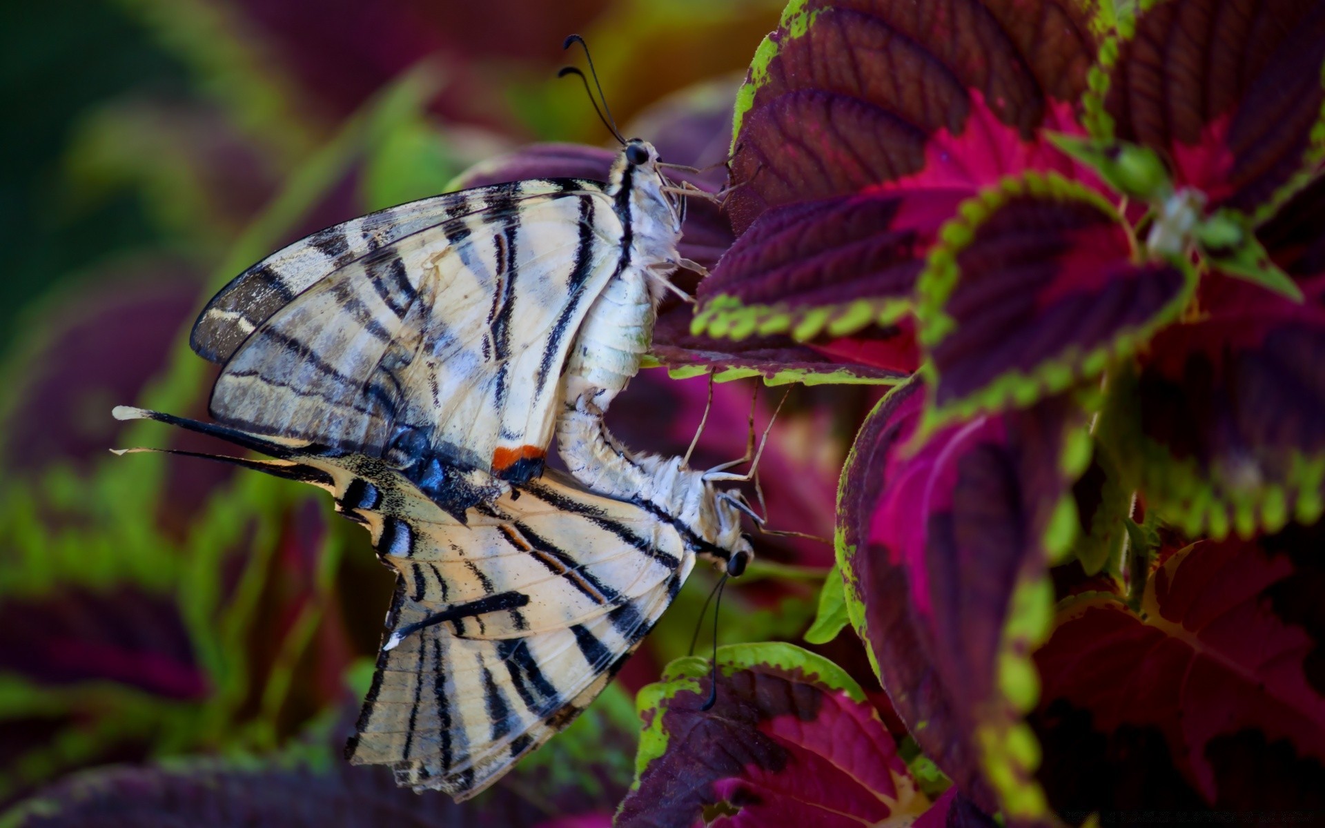 butterfly nature insect wing leaf color flower garden animal invertebrate outdoors beautiful summer wildlife flora bright