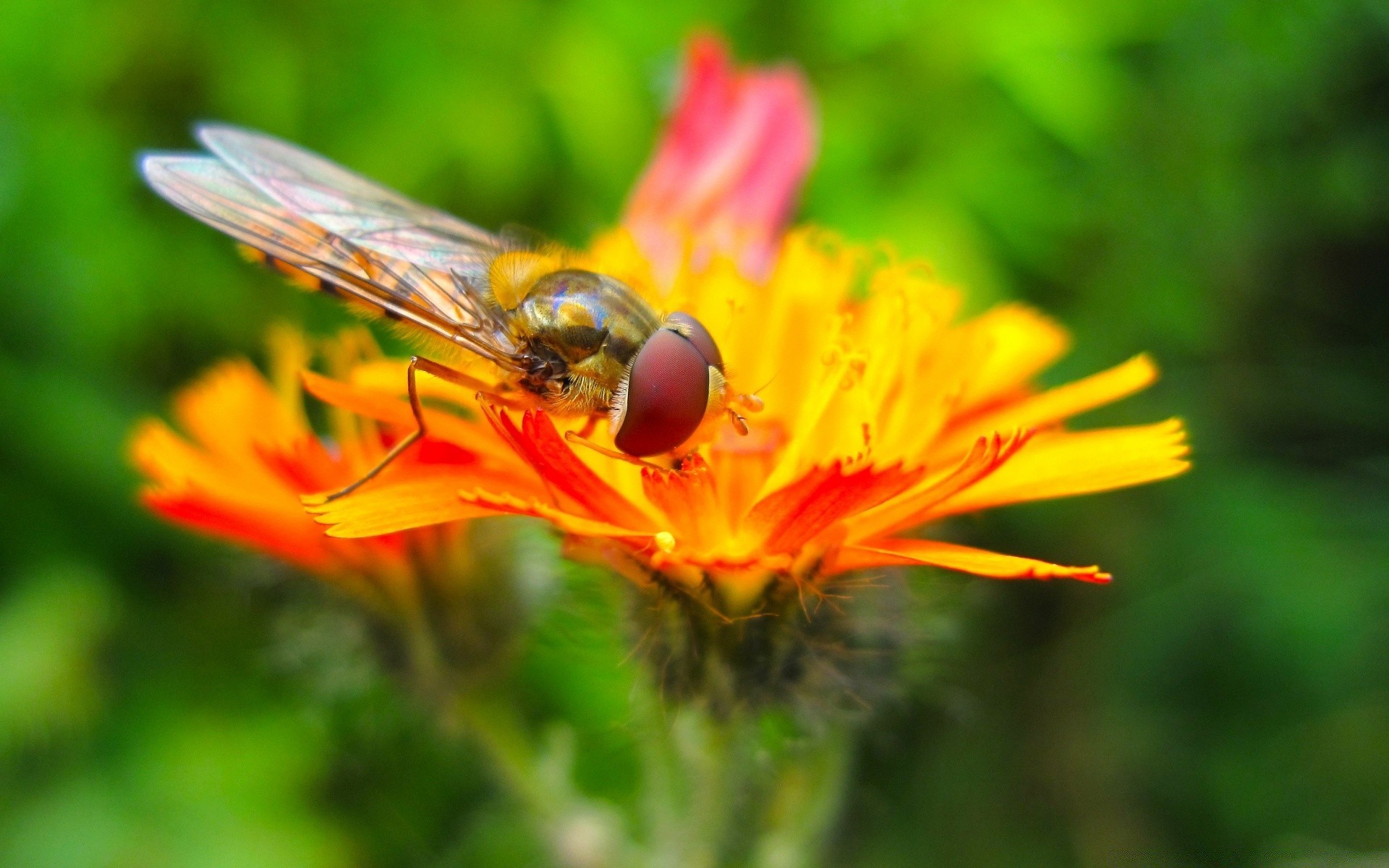 insekten natur insekt biene blume sommer im freien honig fliegen wild garten flora pollen flügel blatt nektar bestäubung schließen farbe tier