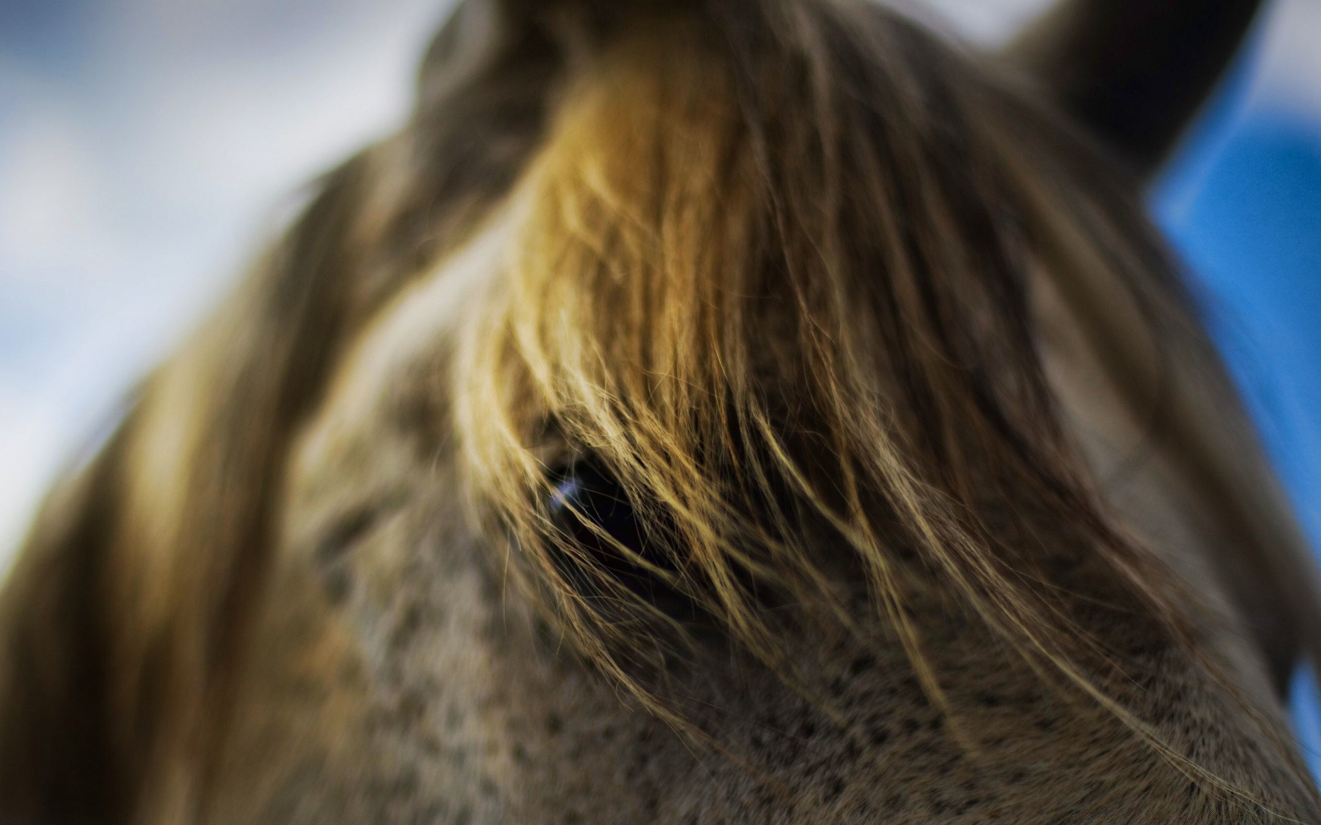 horses blur cavalry hair portrait nature outdoors animal mammal beautiful one color desktop