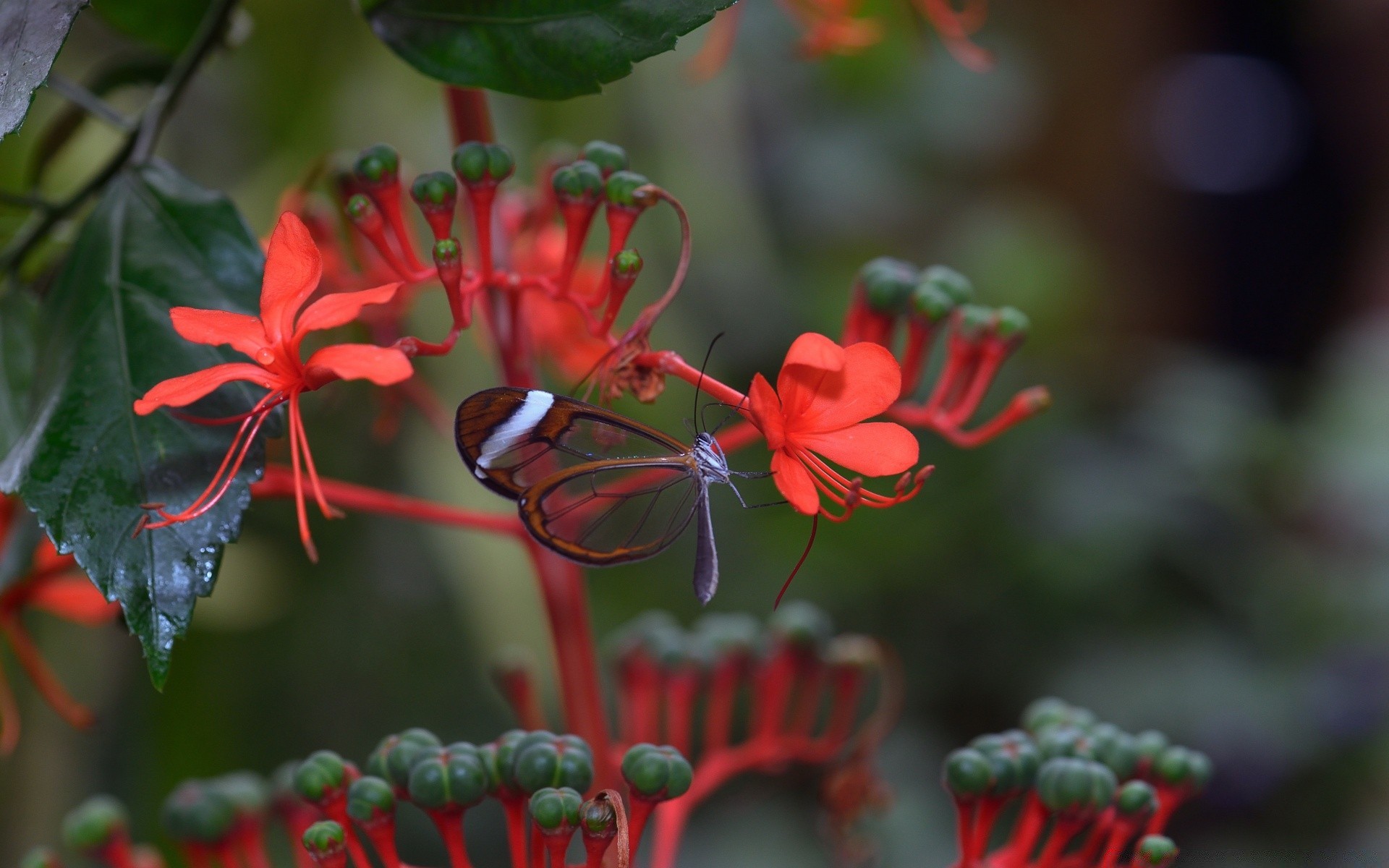 butterfly nature flower flora garden tree leaf season color decoration branch blooming shrub christmas close-up summer bright celebration petal beautiful