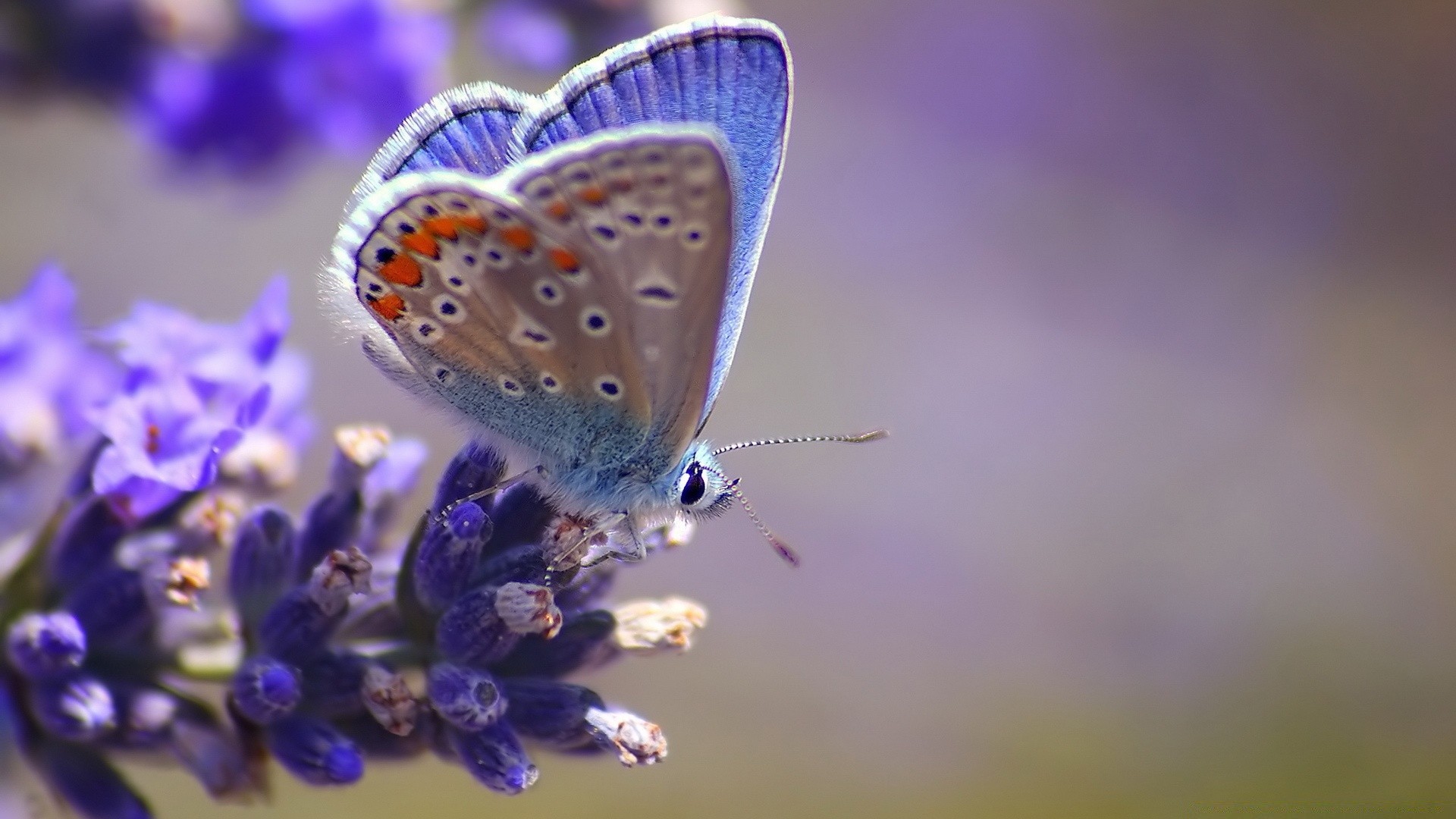 farfalla insetto natura fiore estate all aperto delicato sfocatura fauna selvatica