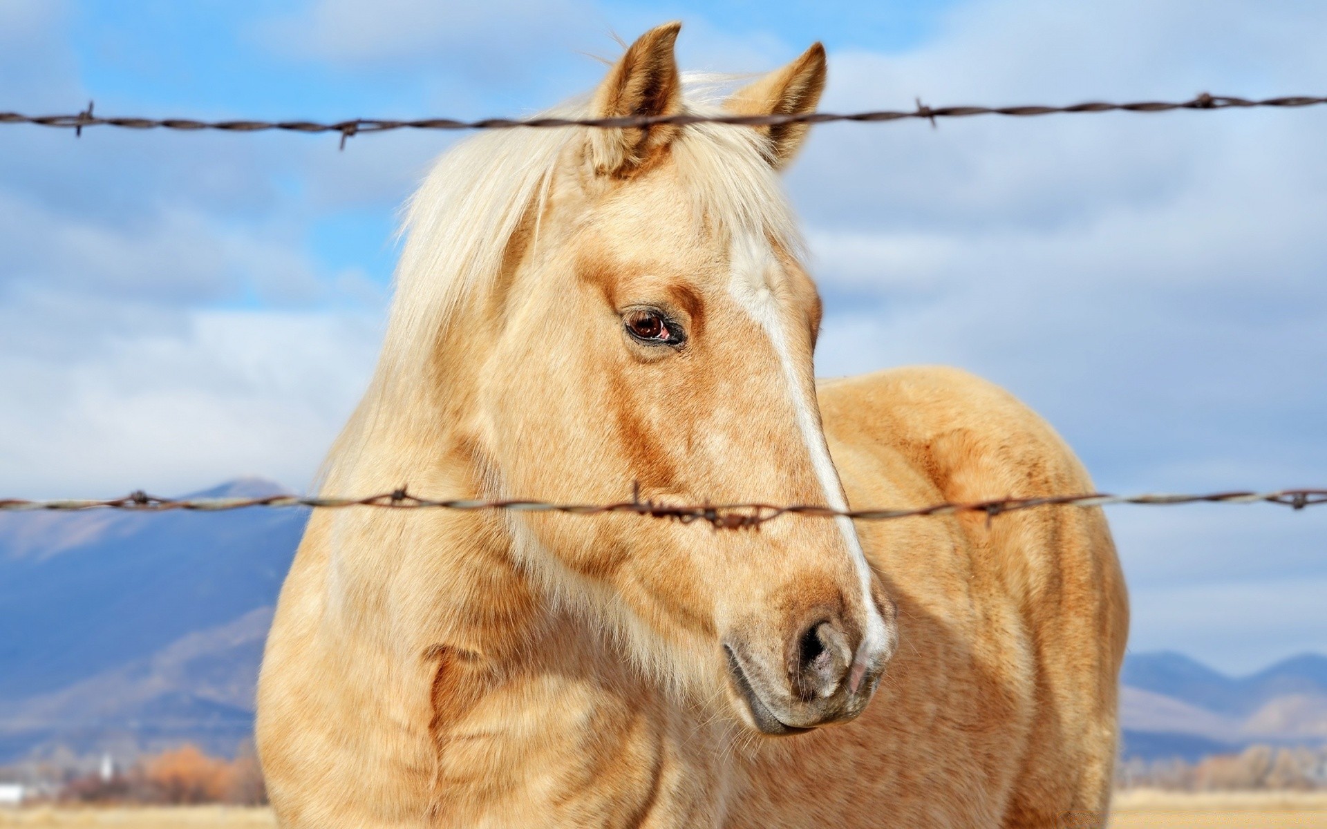 horses nature animal mammal sky outdoors fence field farm