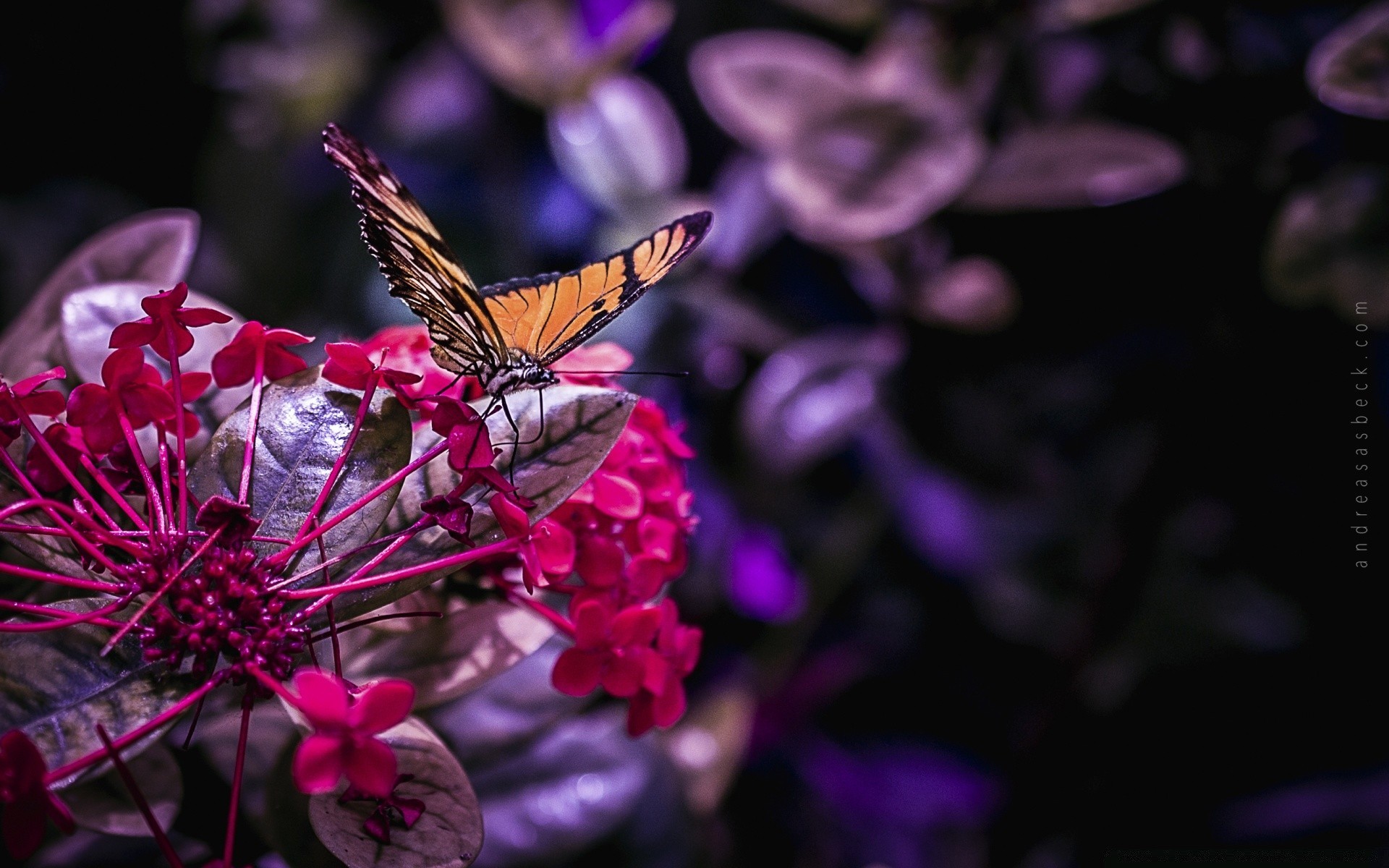 owady motyl natura kwiat owad ogród kolor lato flora piękny odkryty delikatny kwiatowy liść światło skrzydło płatek jasny