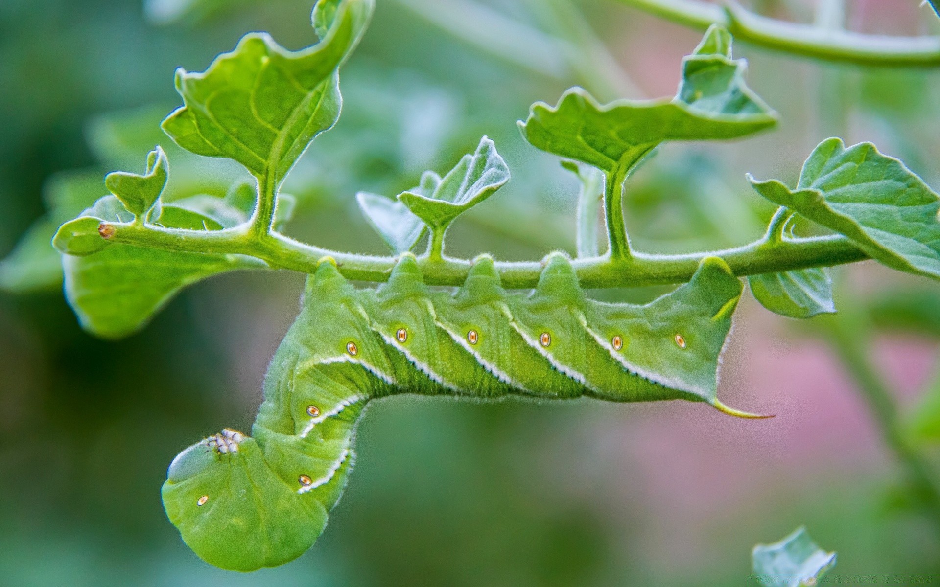 böcekler yaprak flora doğa bahçe böcek yakın çekim büyüme tırtıl larva küçük ortamlar yemek yaz kelebek metamorfozlar renk açık havada