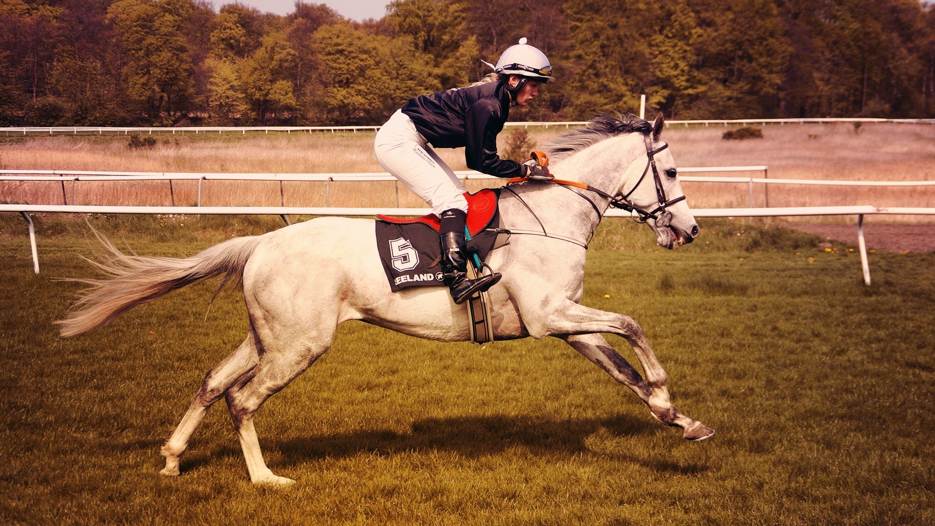 horses horse cavalry competition equine equestrian race rider action mammal sitting fast motion jockey one track saddle